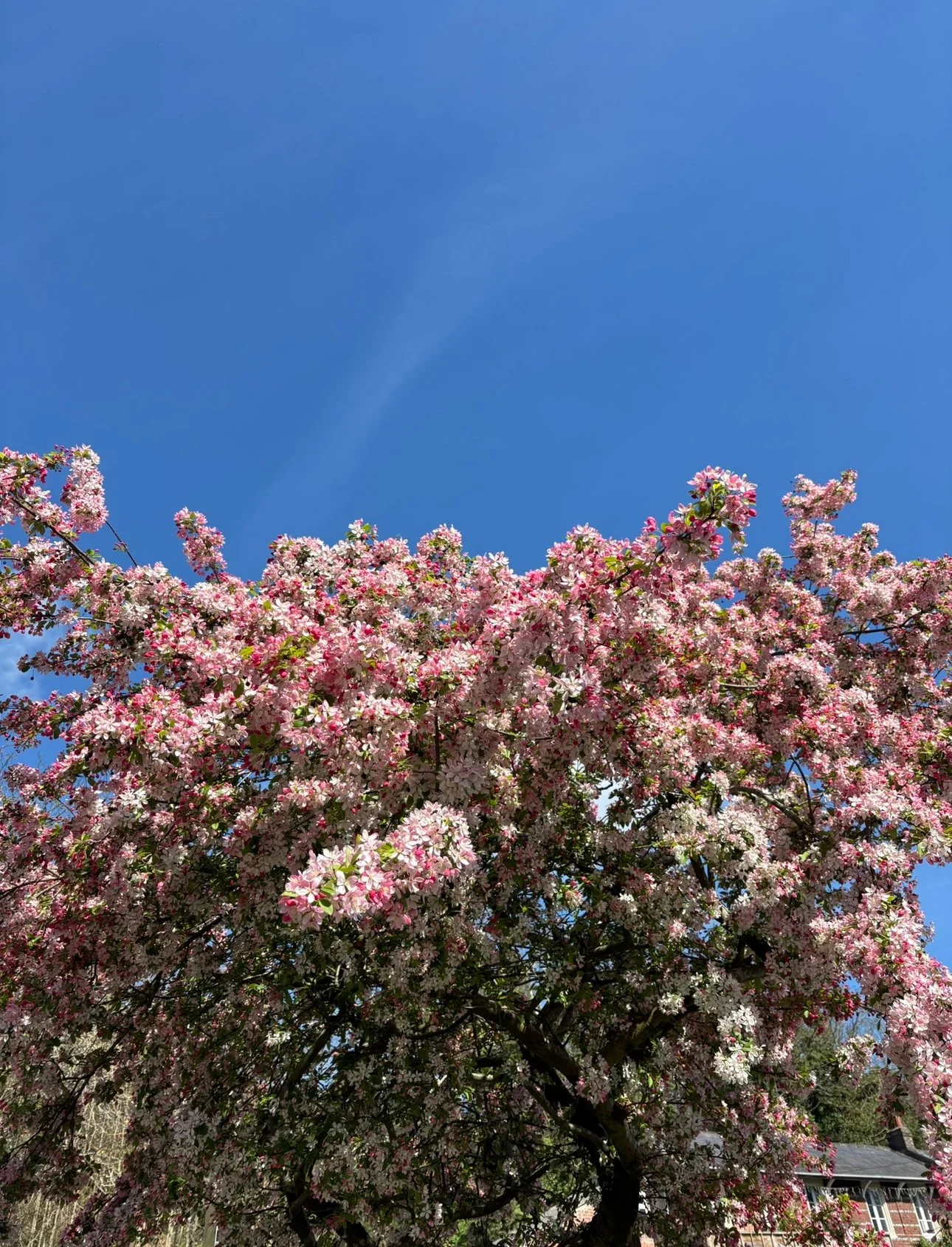 A cherry tree blossom in St Helier North.