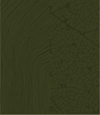 Close-up of textured green tree bark with cracks and ridges.