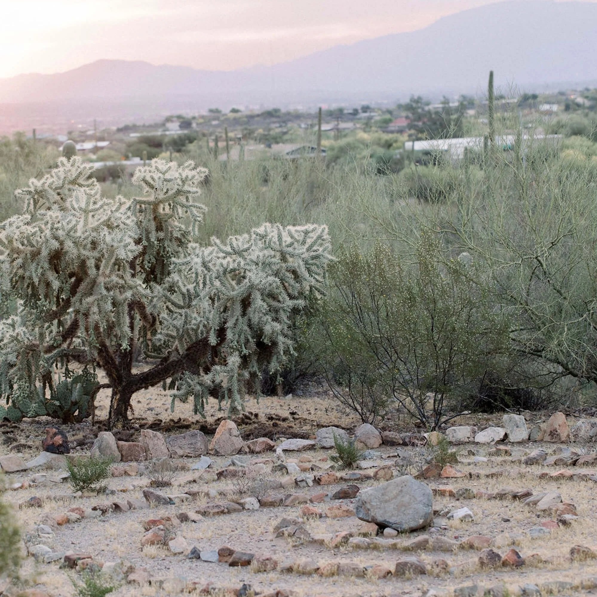 A desert landscape featuring various cacti, rocks, and dry plants with a distant town and mountains in the background.