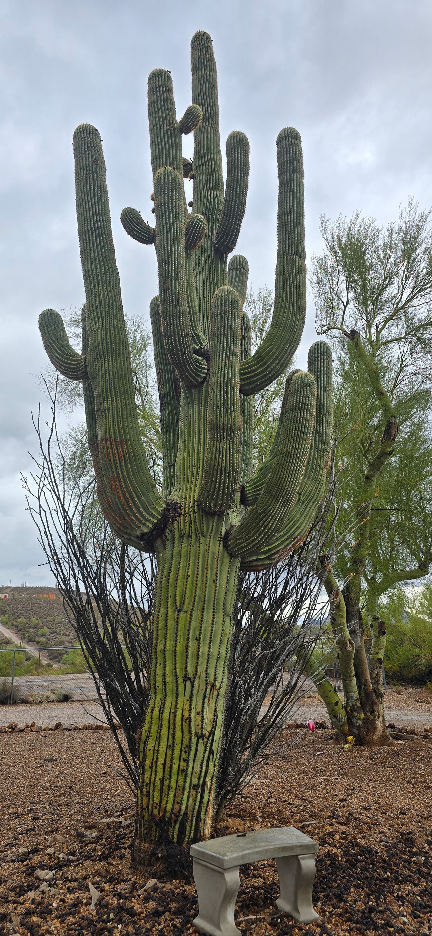 Large saguaro cactus with multiple arms in a desert setting, with trees and cloudy sky in the background.