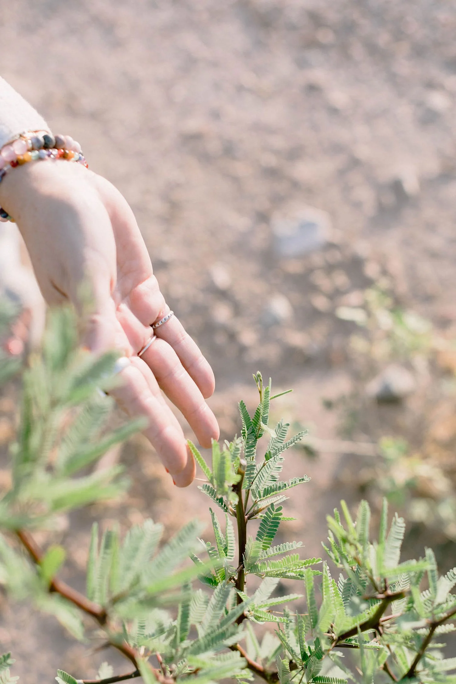 Close-up of a person's hand with bracelets and rings touching a green plant with small, feathery leaves, in an outdoor setting with blurred ground in the background.