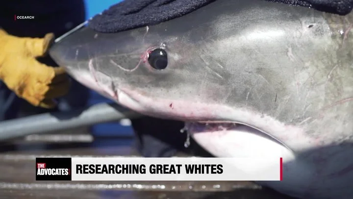 The Advocates with Sonia Baghdady, Episode Fifteen 