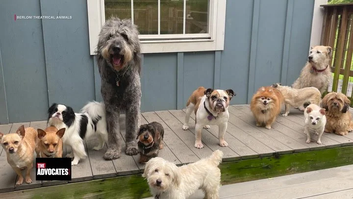 The Advocates with Sonia Baghdady, Episode Nine