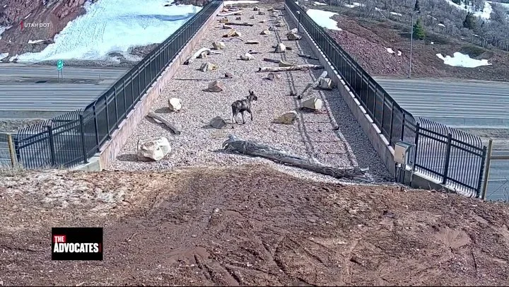 Why Wildlife Crossings are Saving Lives