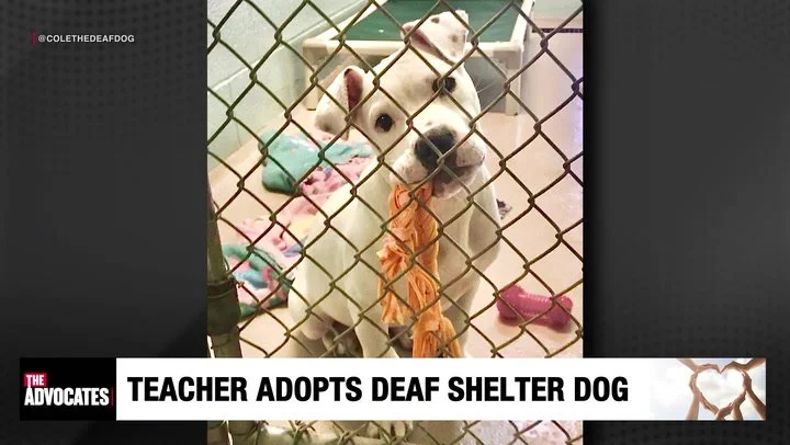 Everyday Advocate Adopts Deaf Shelter Dog