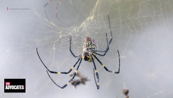 Giant Invasive Spiders Spread Across Country