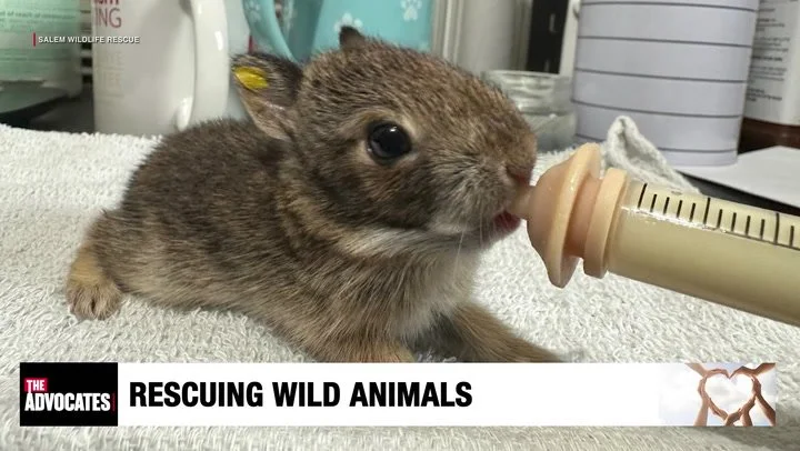 Rescuing Wild Animals