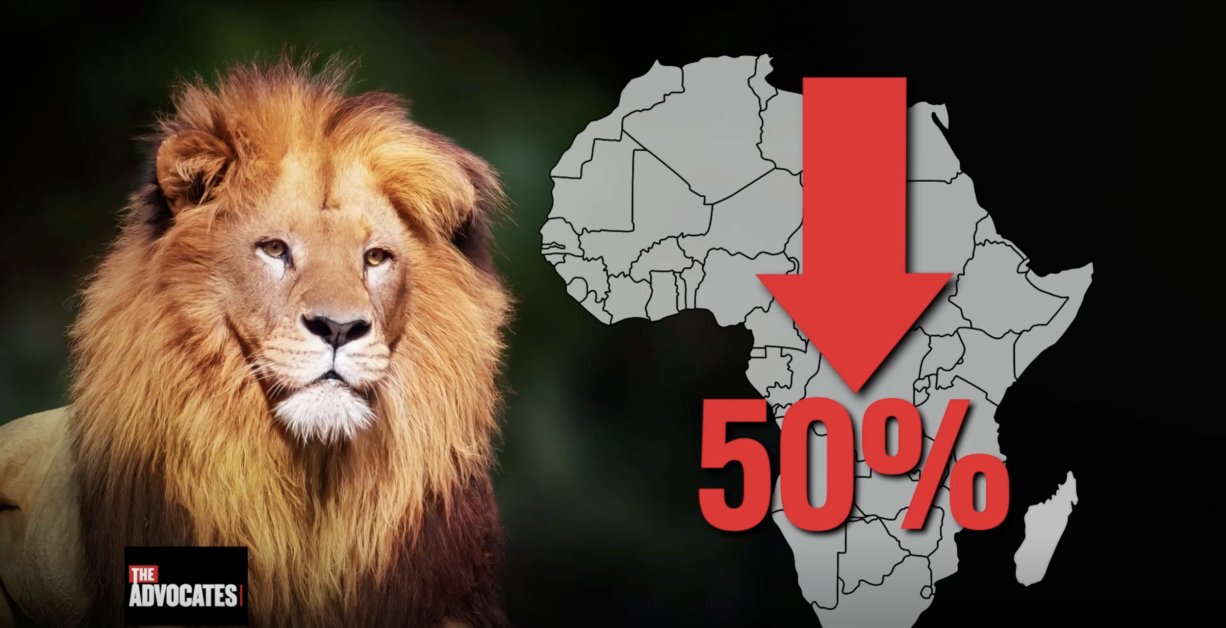Why Lions Are At Risk