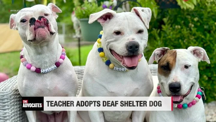 The Advocates with Sonia Baghdady, Episode Thirteen