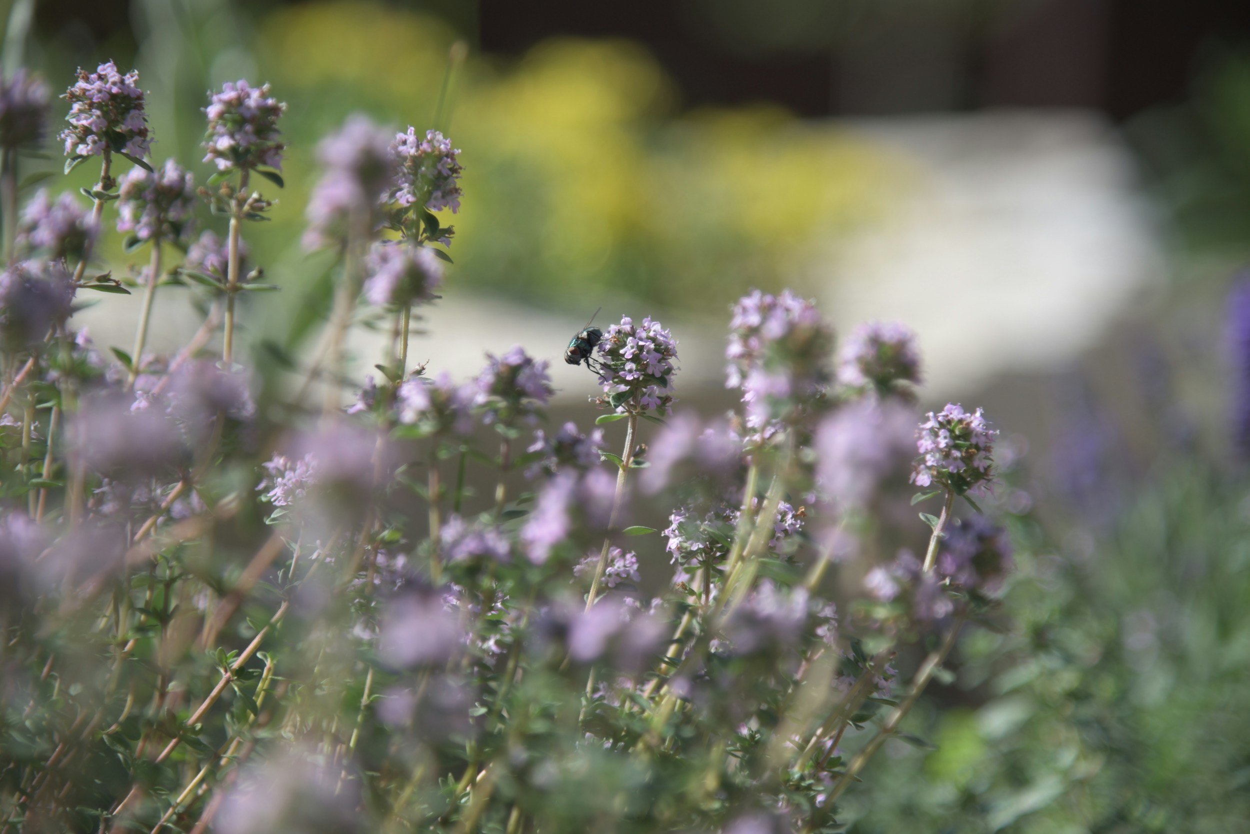 Close-up of light purple flowers with a small fly on one of the flowers, blurred greenery in the background.