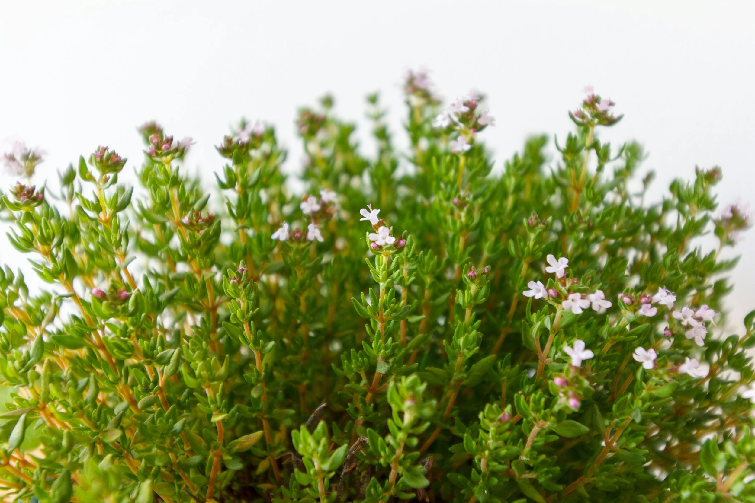 A close-up of a green herb with small, delicate white and pink flowers, set against a white background.