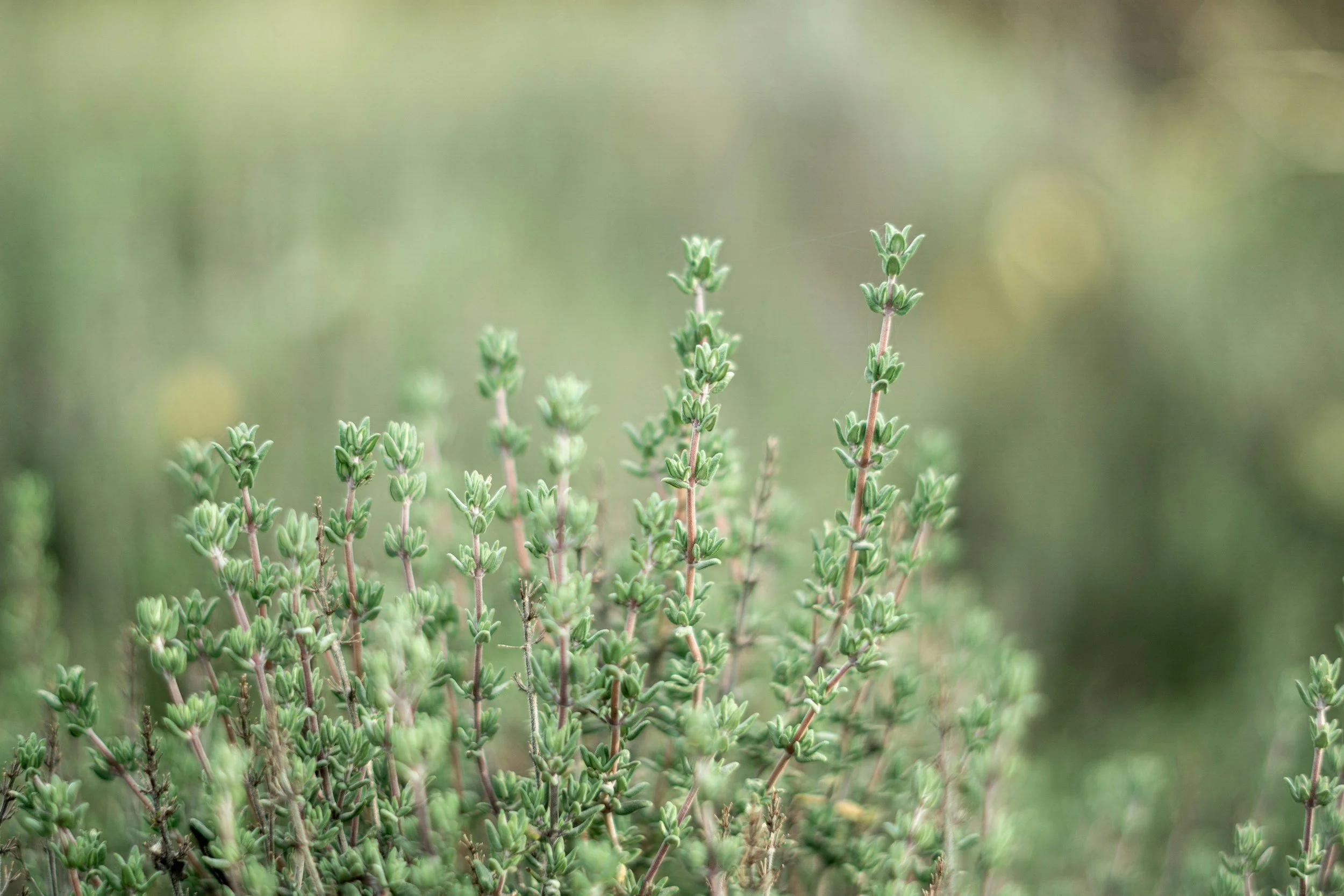 Close-up of green herbaceous plants with small leaves on tall stems, set against a blurred background of green and light brown