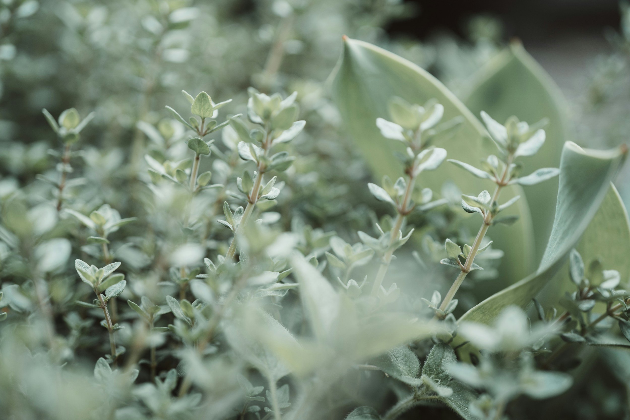 Close-up of green herb or plant leaves with some small leaves and stems visible, soft-focus background.