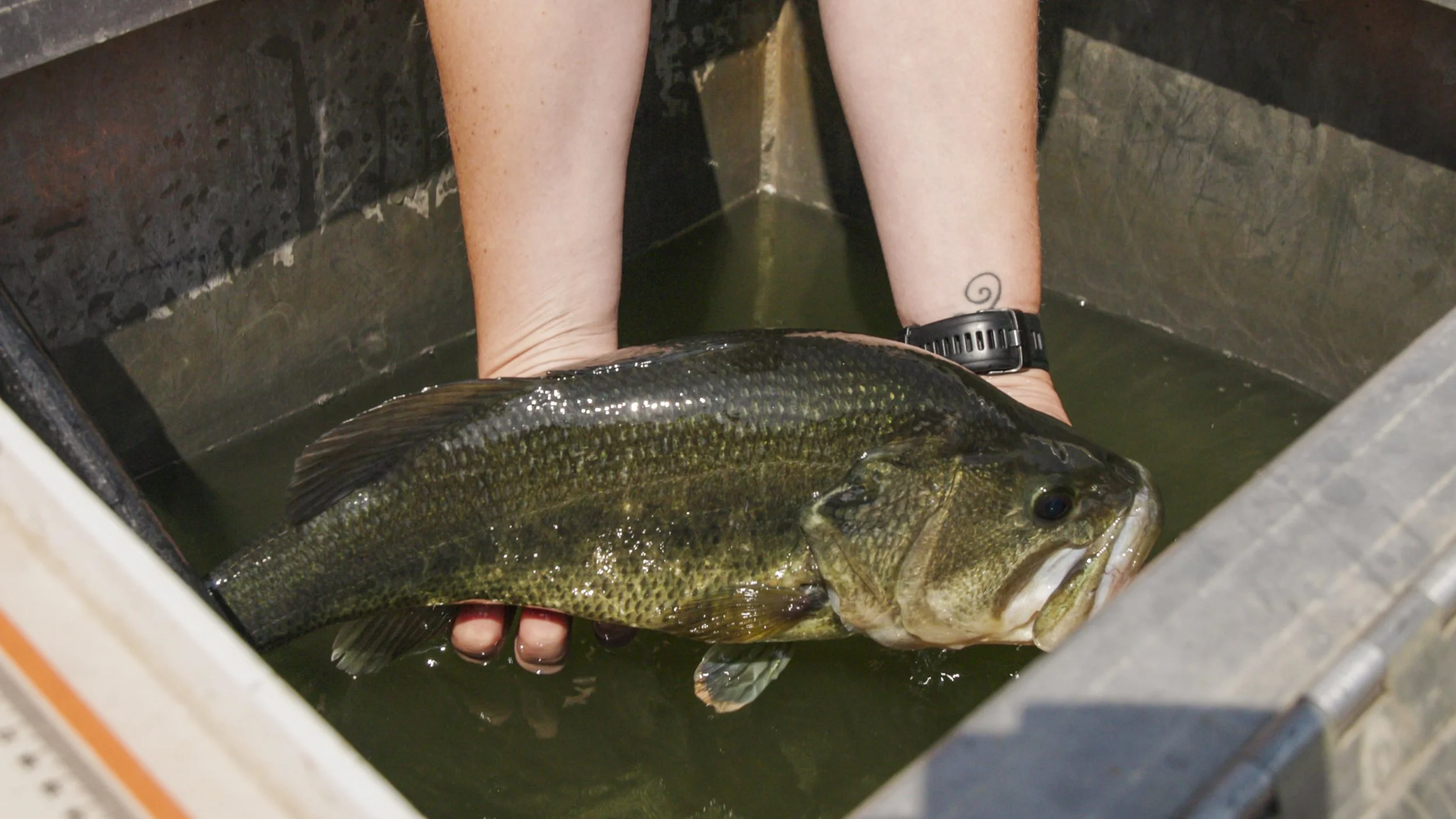 Big Bass SLo-Mo Lift.00_00_00_00.Still001.jpg