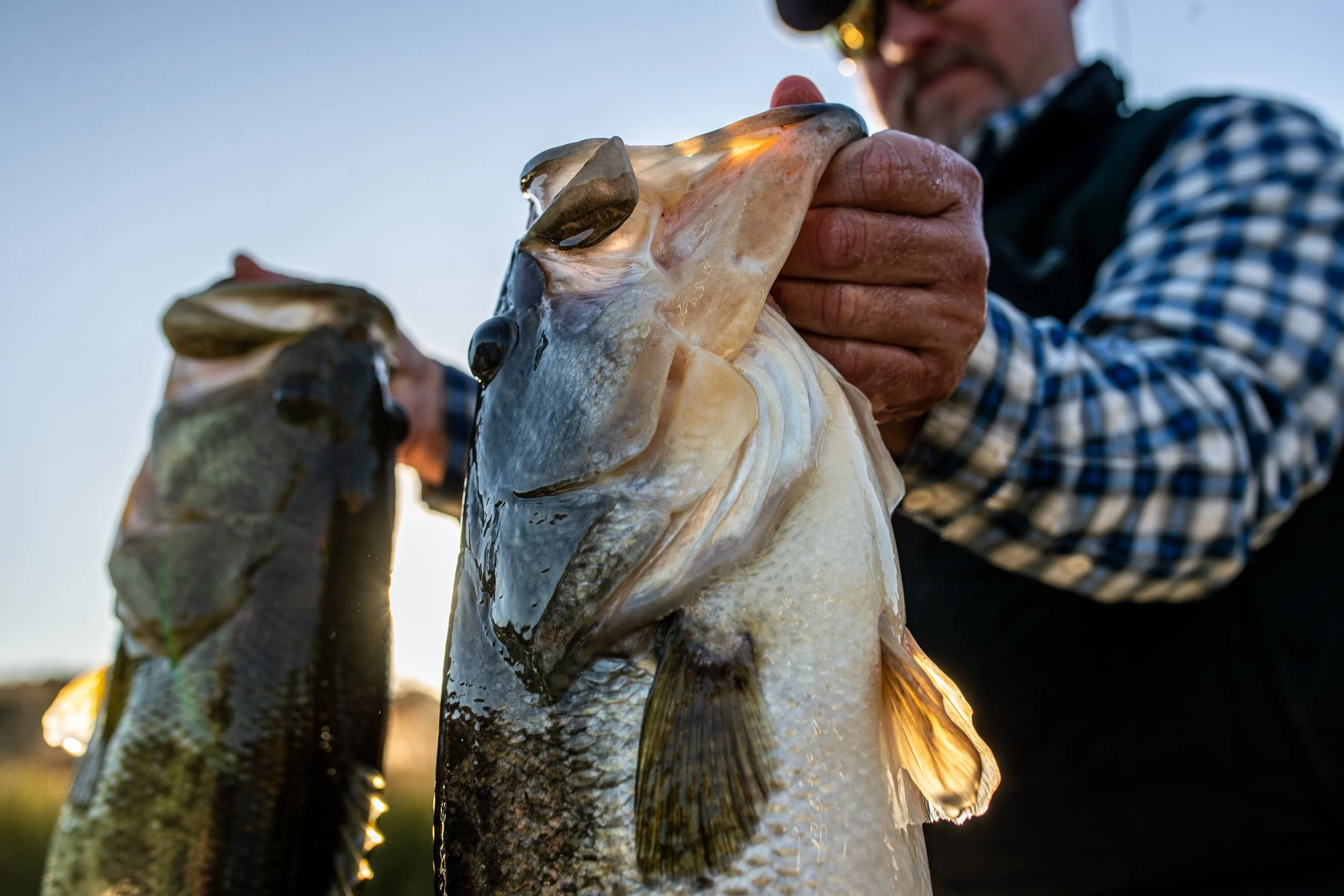 Trophy Largemouth Bass