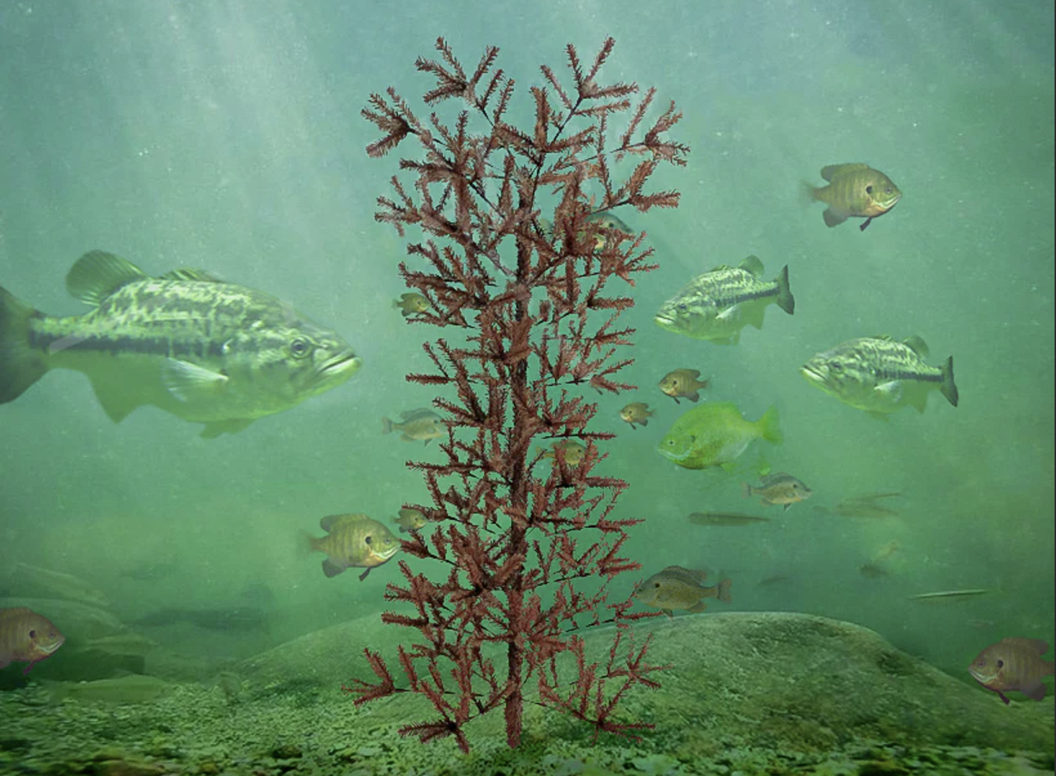 Pond and Lake Management- What is Fish Habitat 