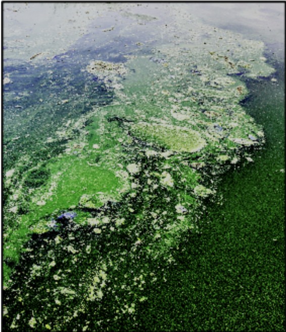 Algae Blooms in Private Lakes and Ponds: Causes, Effects, and Solutions