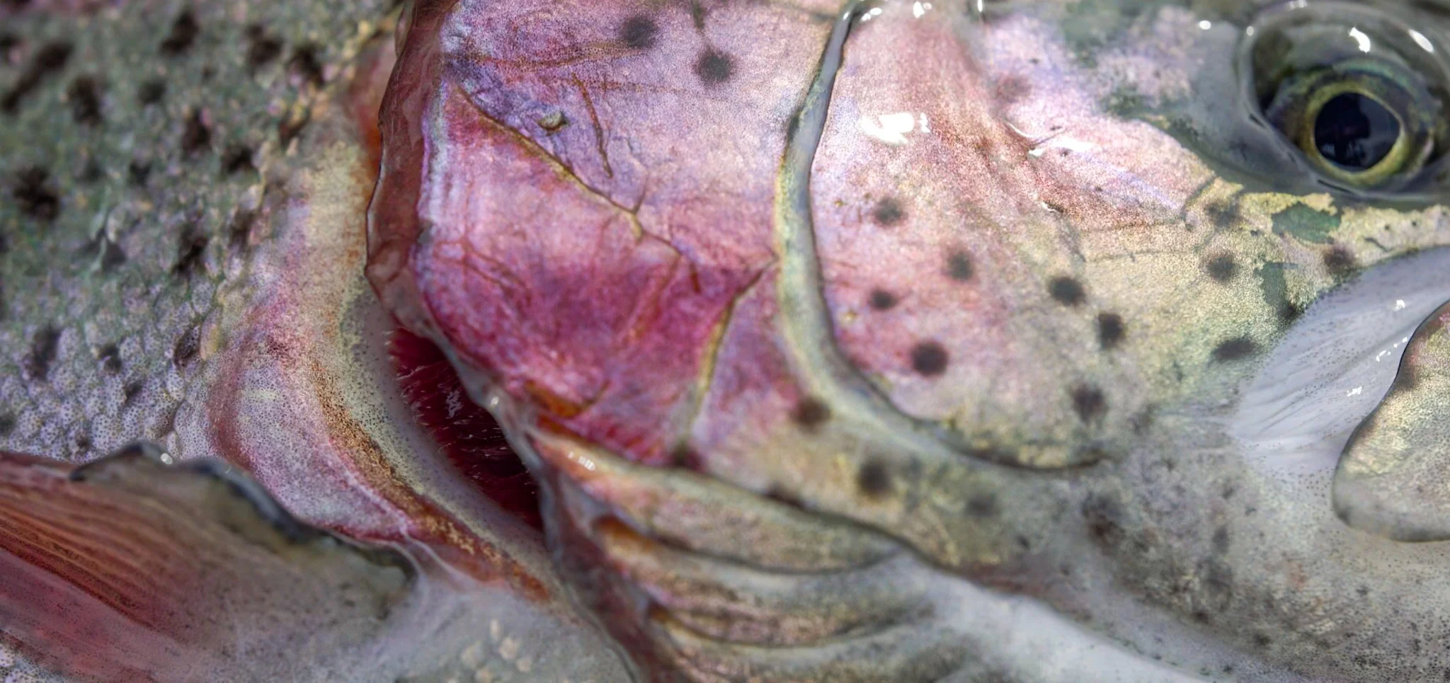 Rainbow Trout Available This Fall and Winter 