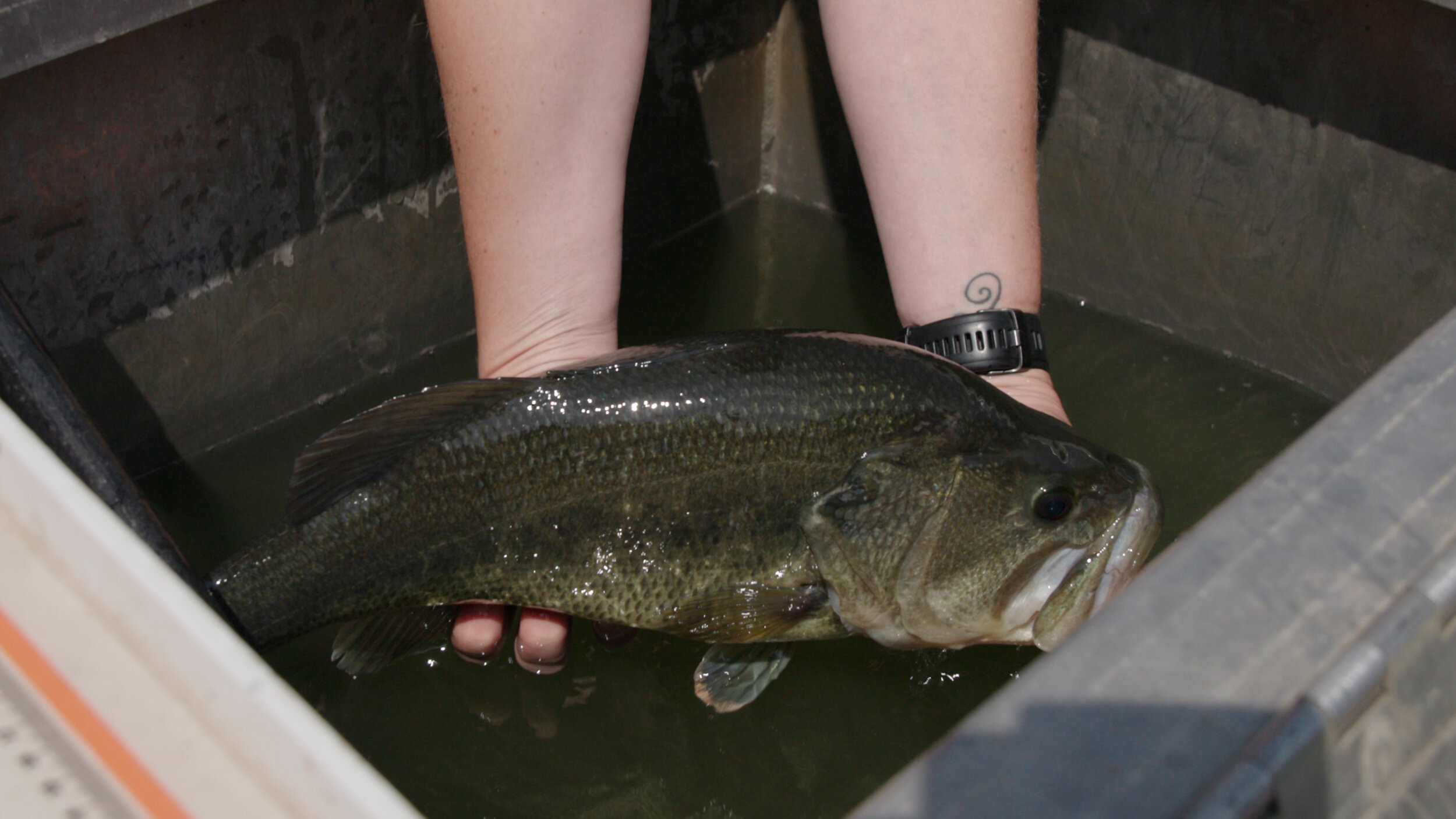 BigFishBiologists.jpg