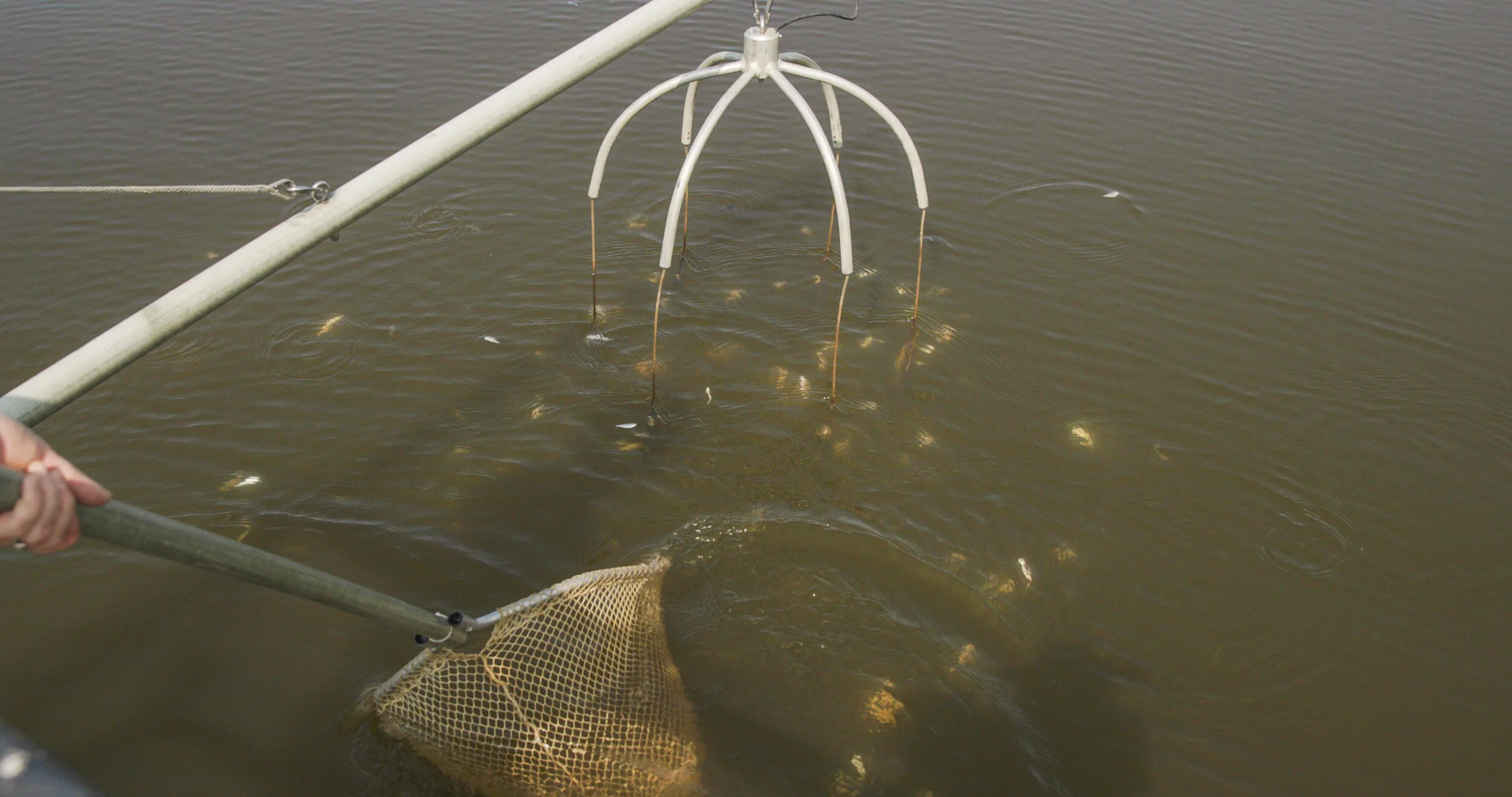 Lake Assessment