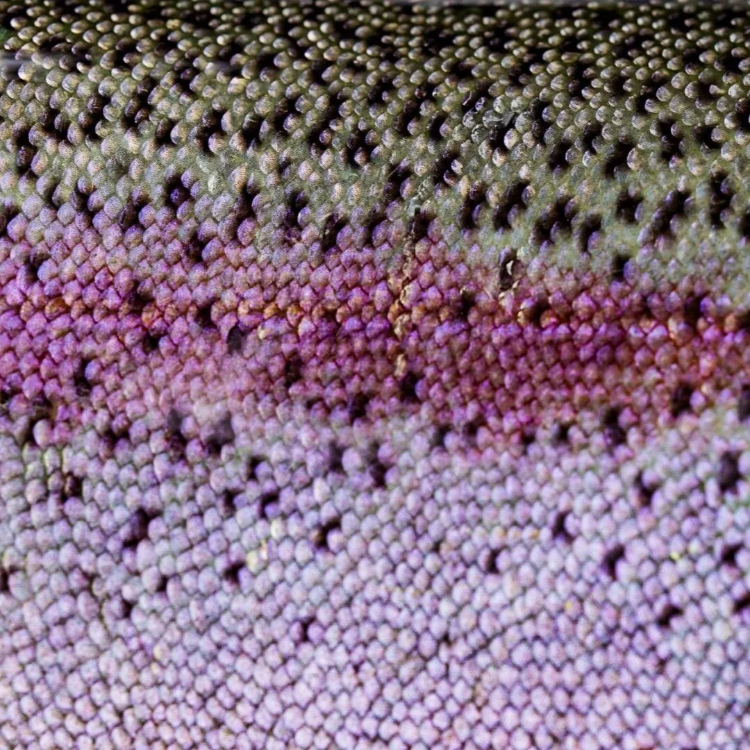Rainbow Trout Scales and Color
