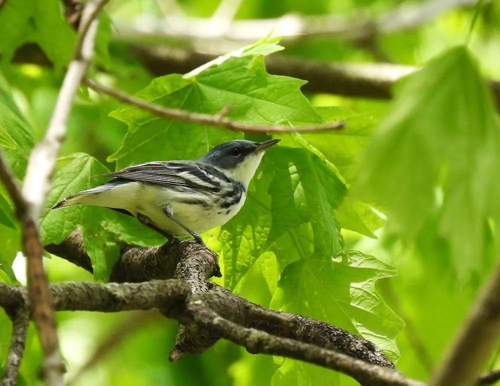 Warbler birds hit travel troubles in Oxford