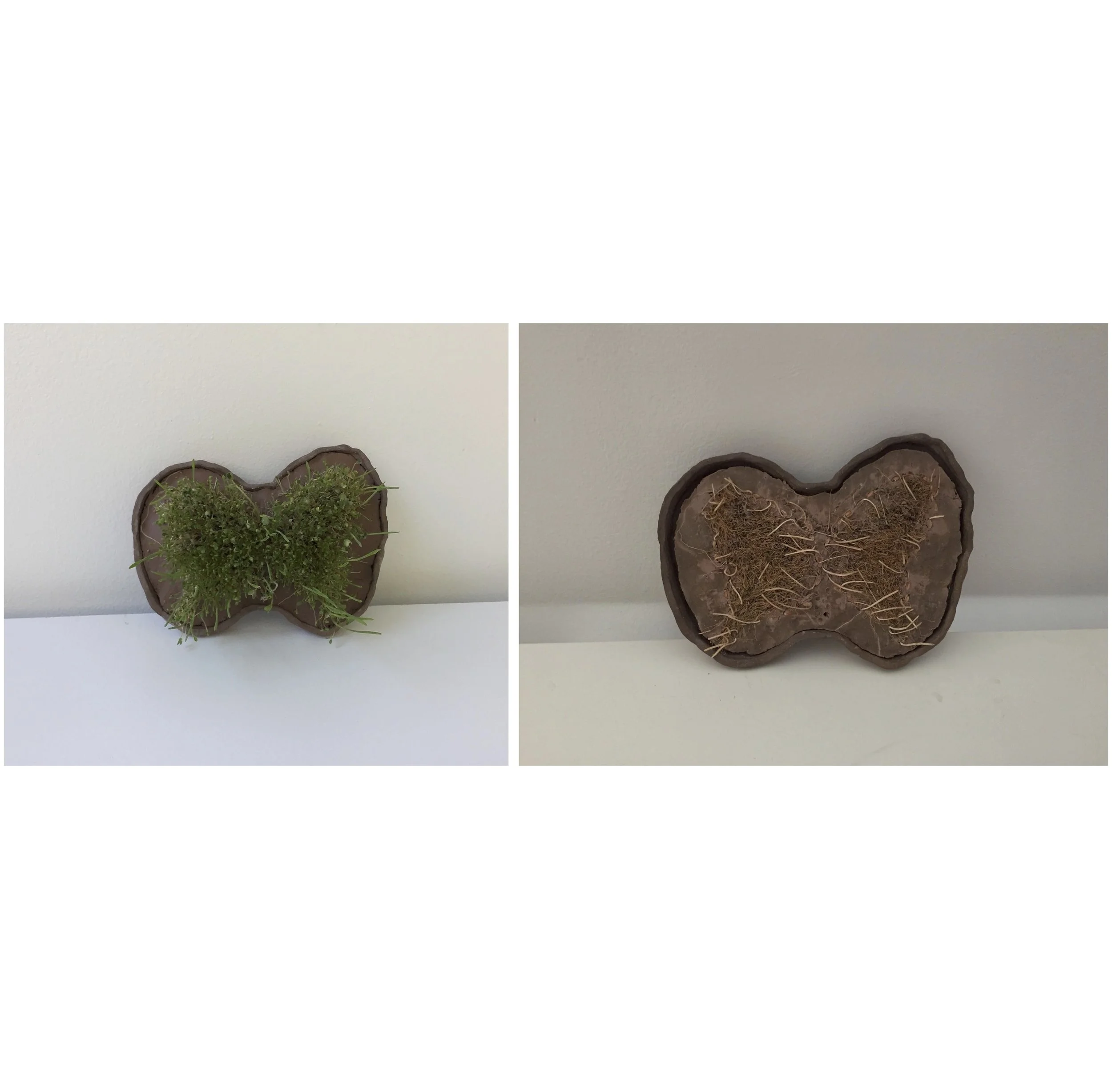 "sprouting wings and then drying out"
/
wet clay, fired clay, sprouts 
/
(2019-2020)
/
6x8”