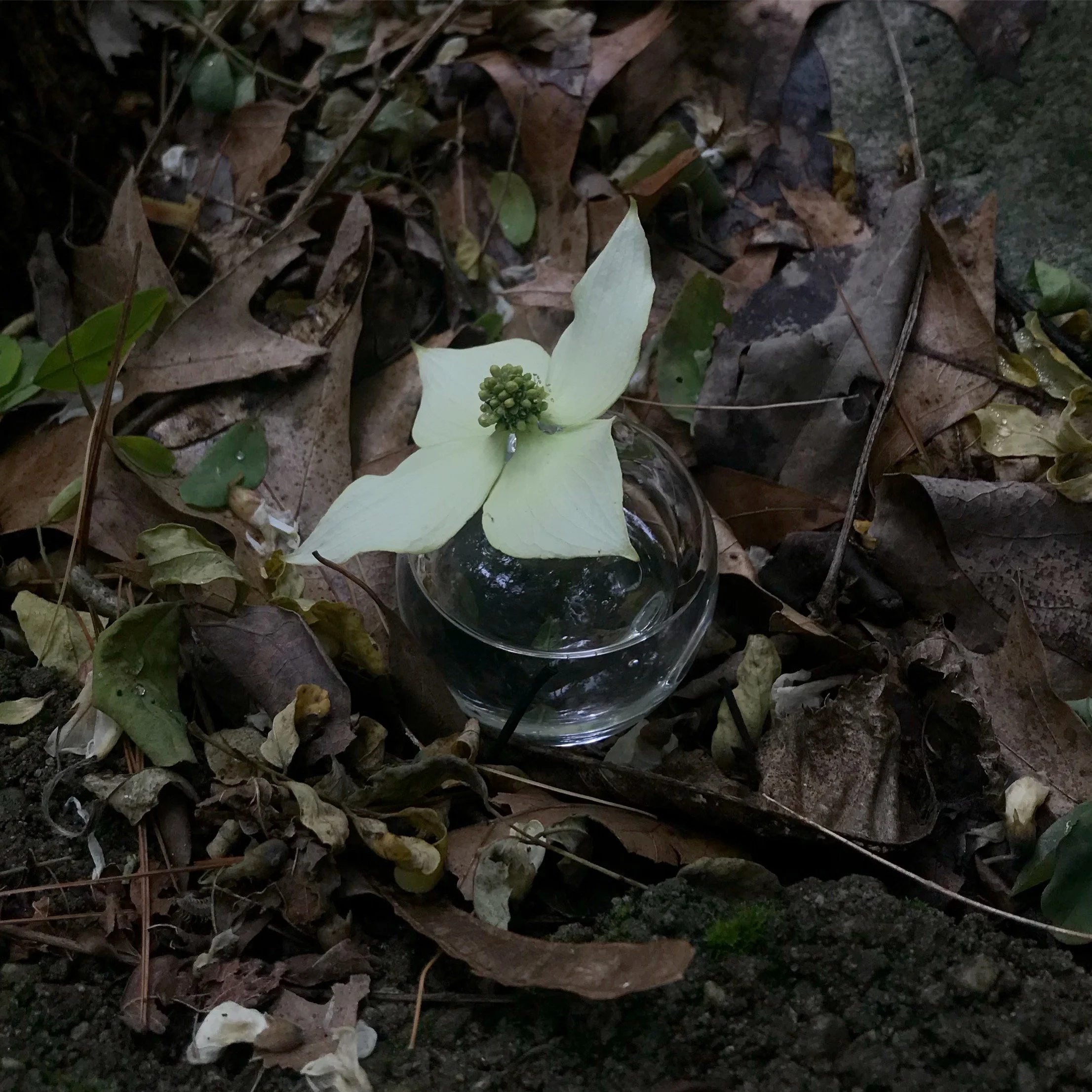 "dogwood dewdrop"
/
handblown glass sphere, water, dogwood bloom
/
(2019)