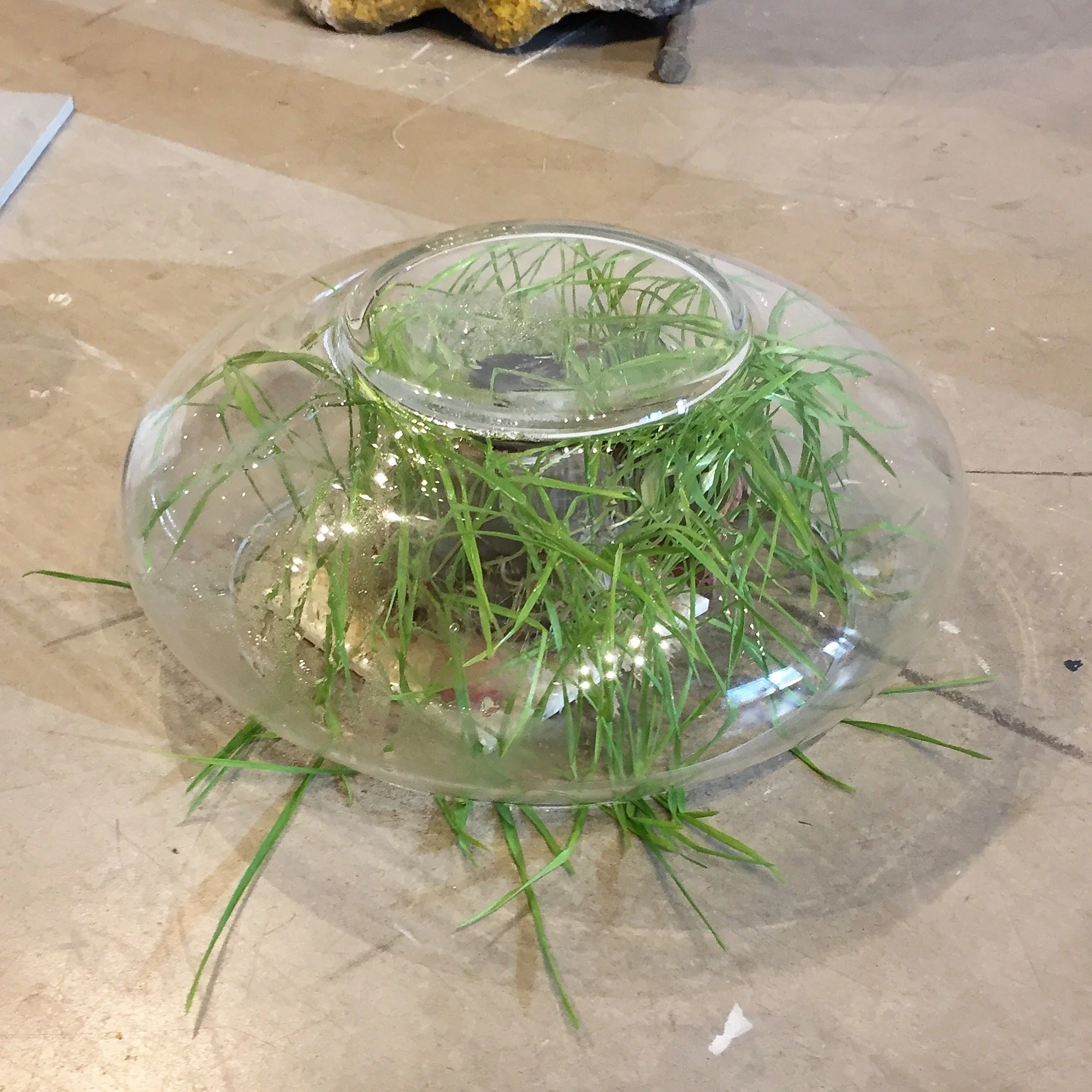 "Untitled" (Undergraduate BFA Exhibition)
/
glass bowl, wet clay, water, hard wheat sprouts, found tile, rusty washer, sunstone
/
(2019)