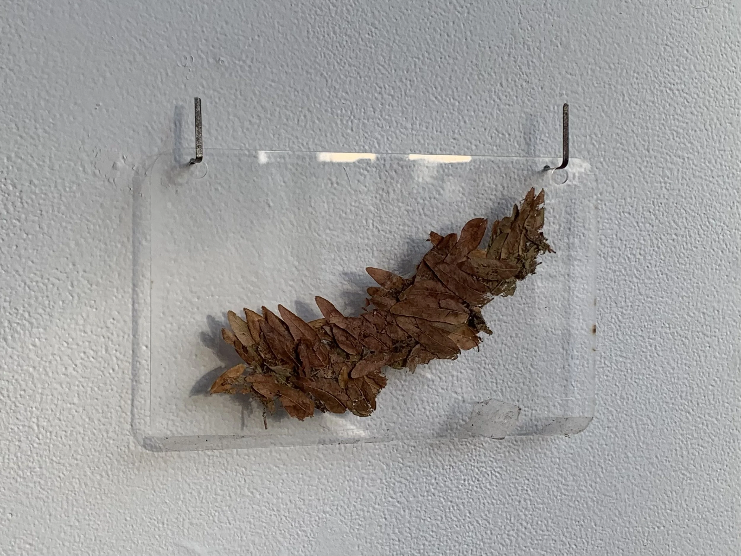 "every picture i take has a twin"
/ 
plexi panel, honeylocust leaves, acrylic medium, street sweeper bristle hanging hardware
