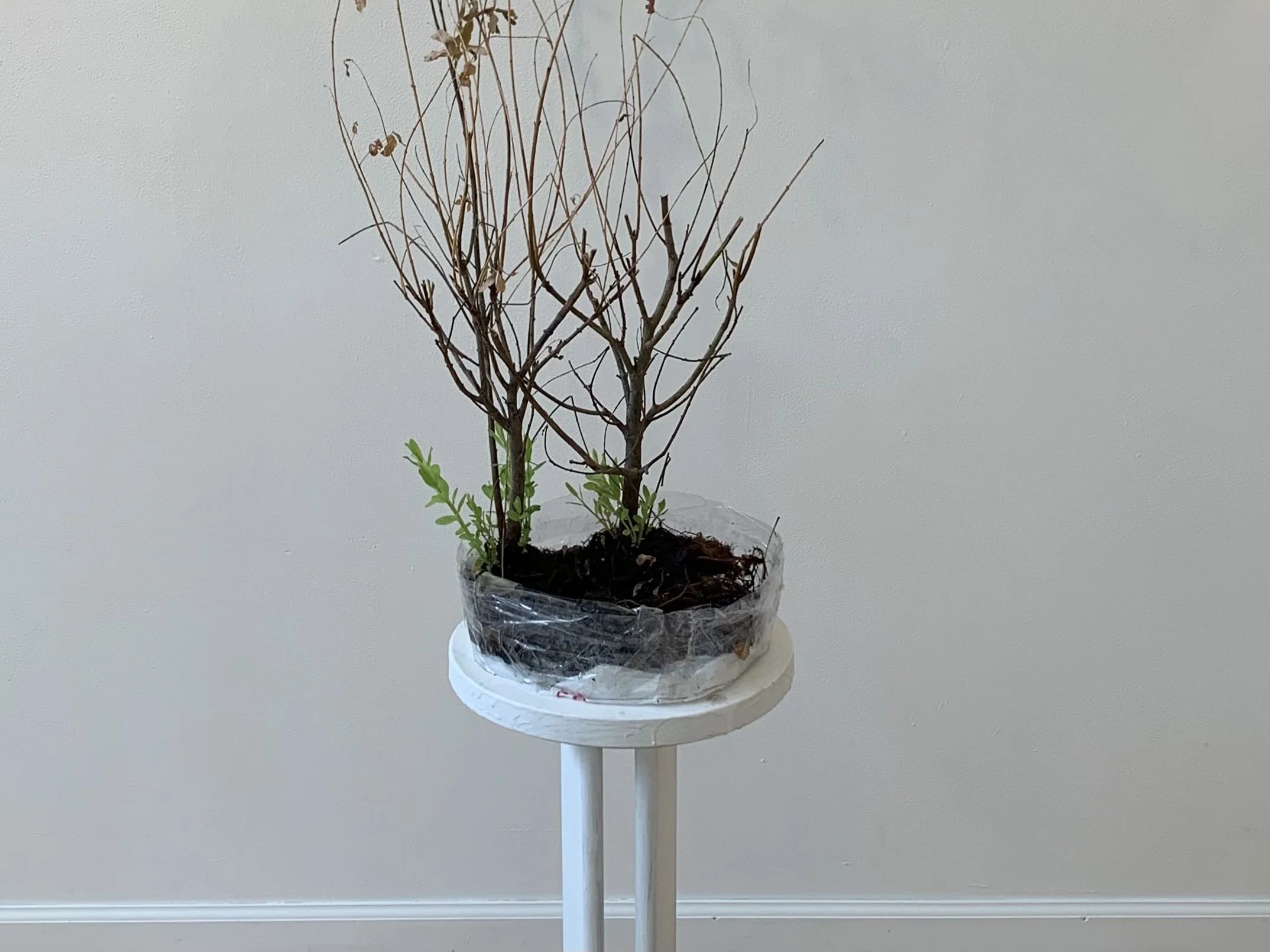 "pan evaporation rate"
/ 
willow, packing tape, plastic shopping bag, glass terrarium, moss, springtails, sand, roots, honeylocust leaves, tap water
