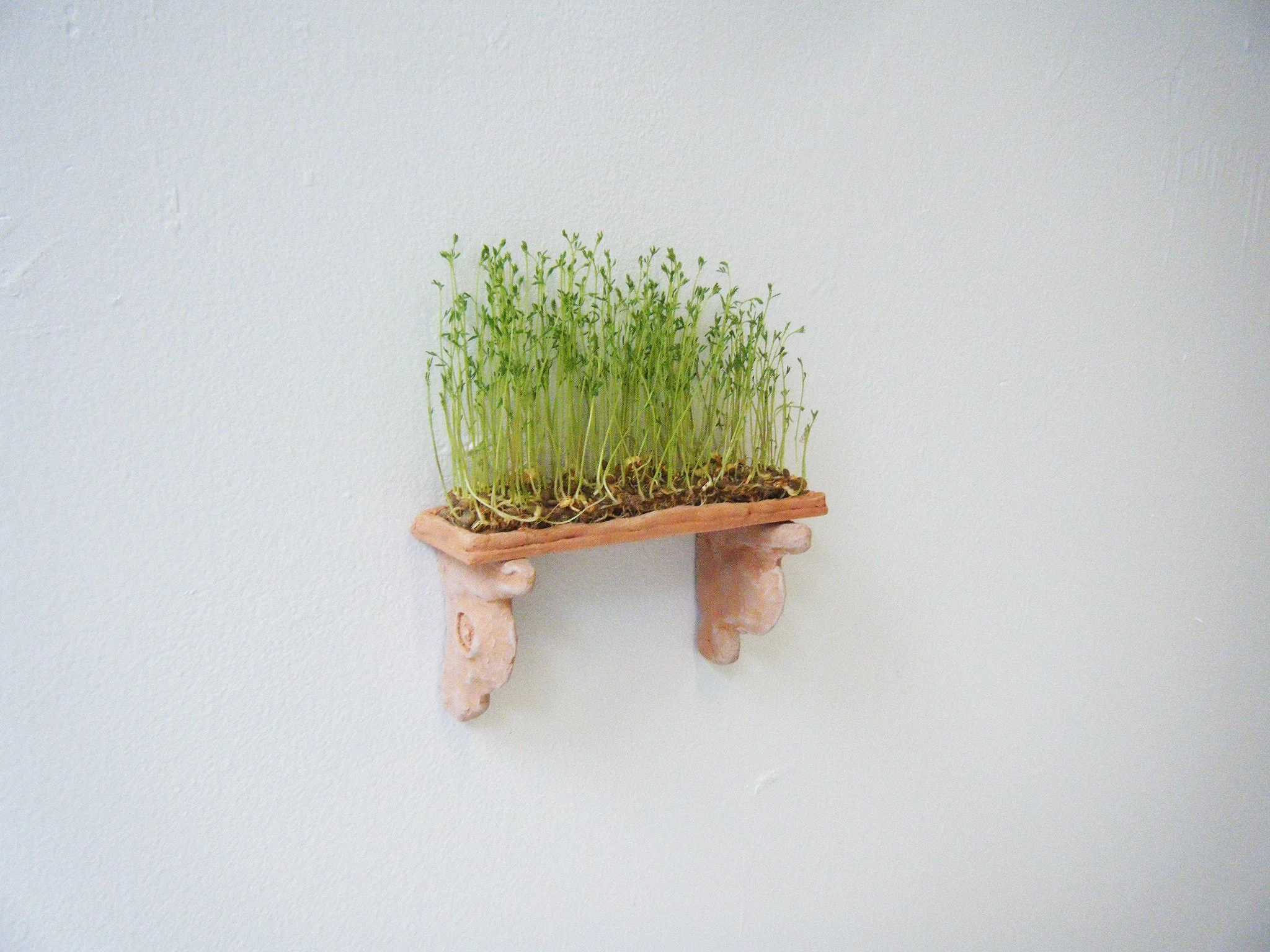 "sprouted mantle" 
/
bisque fired clay shelf, microgreens enmeshed in hemp fiber
/
(2019)
/
6x8”