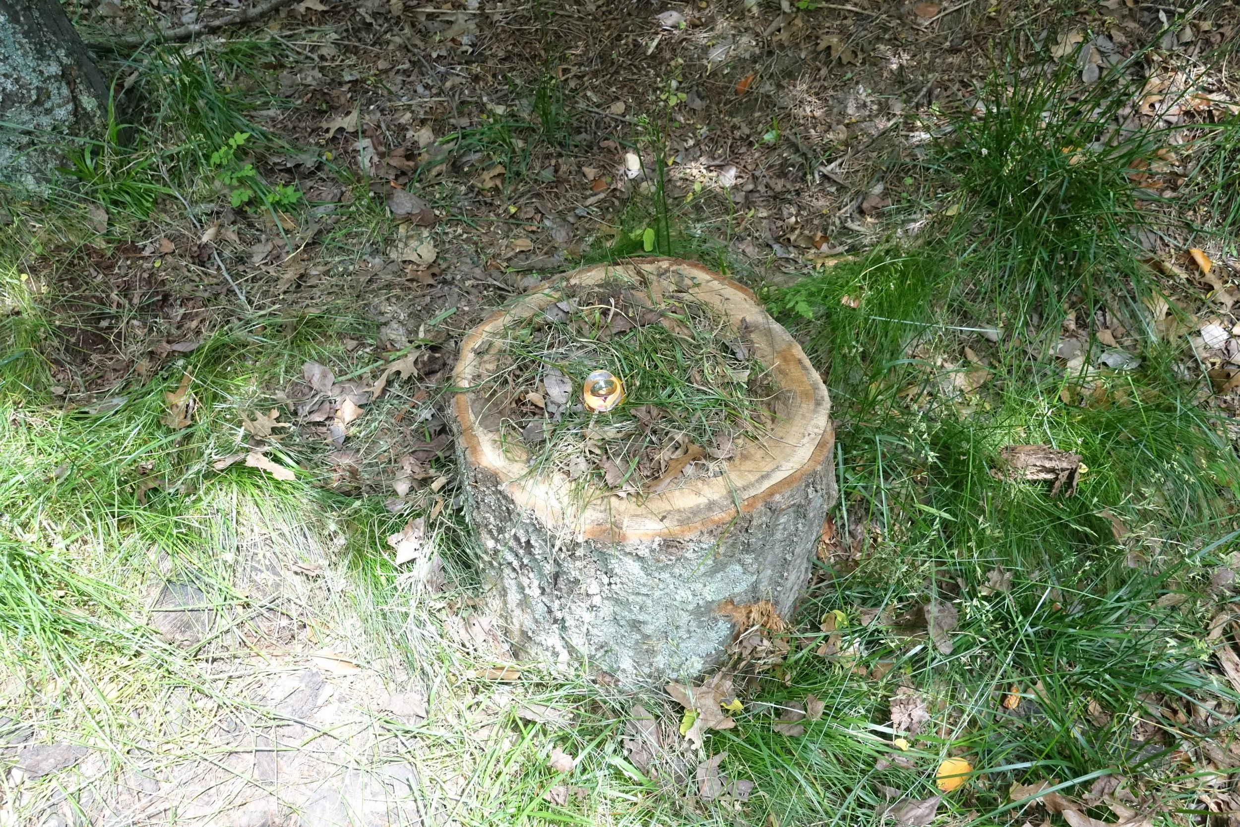 "Untitled" (Nest Study)
/
handblown glass, grass clippings, yellow leaf
/
(2019)