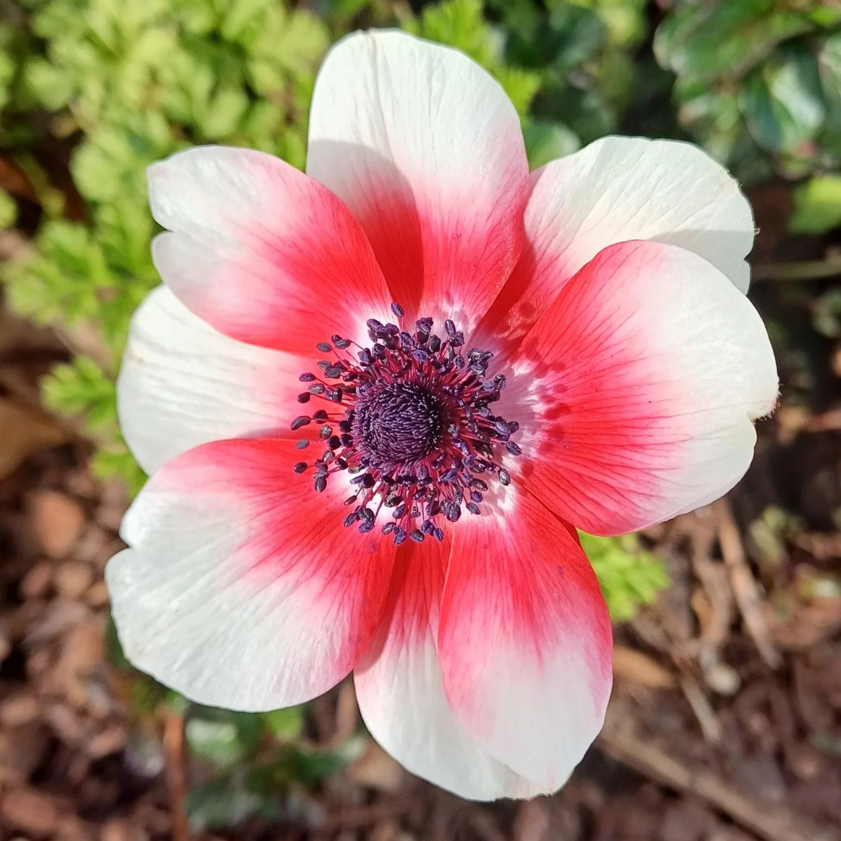 Seeking inspiration - Duchy Nursery