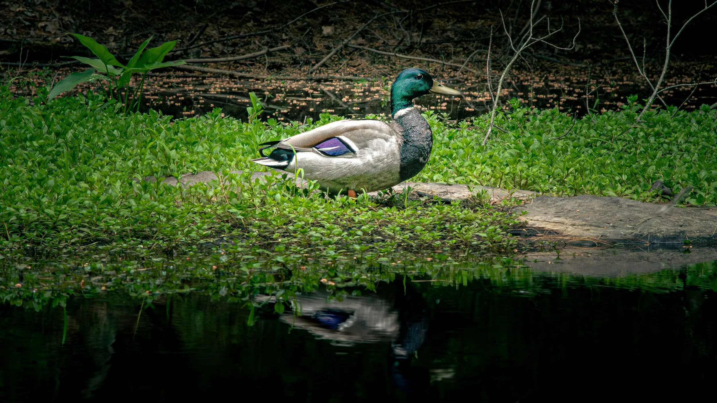 IMG_6140-Edit-3.jpg