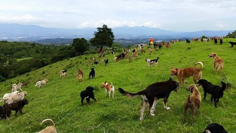 land-of-the-strays-costa-rica-dog-sanctuary.webp