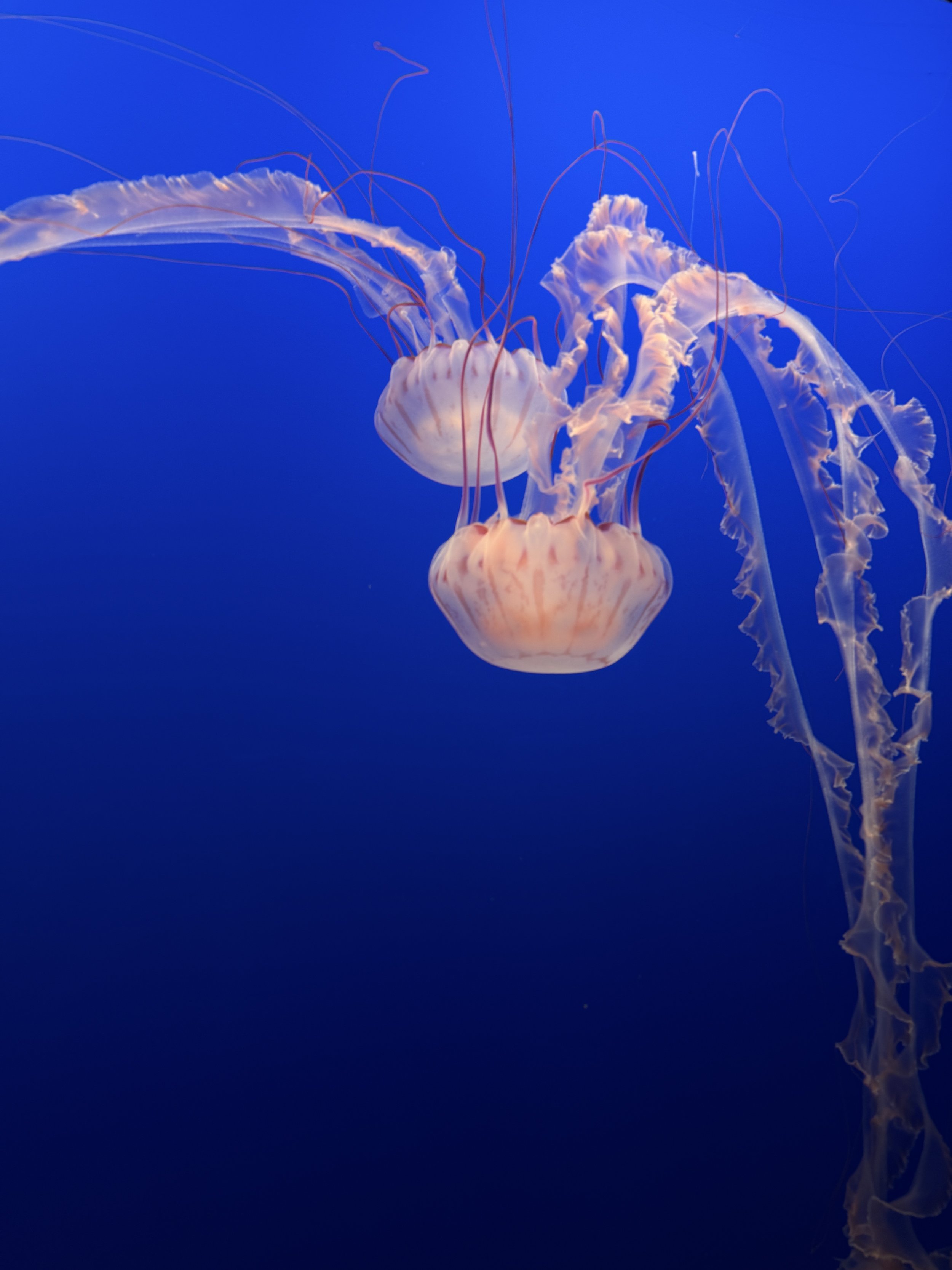 IMG_8884.jpeg