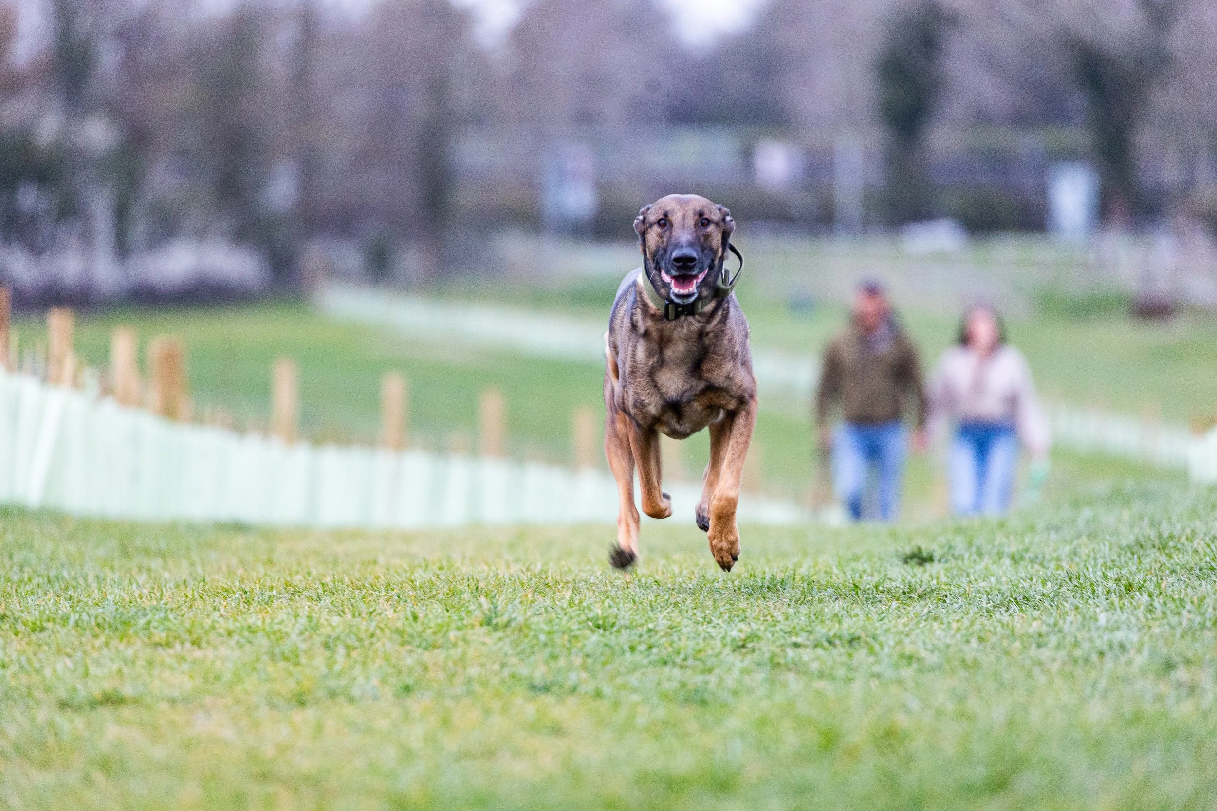 A dog with a brown and black coat running towards the camera on a grassy field, with two people walking in the background.