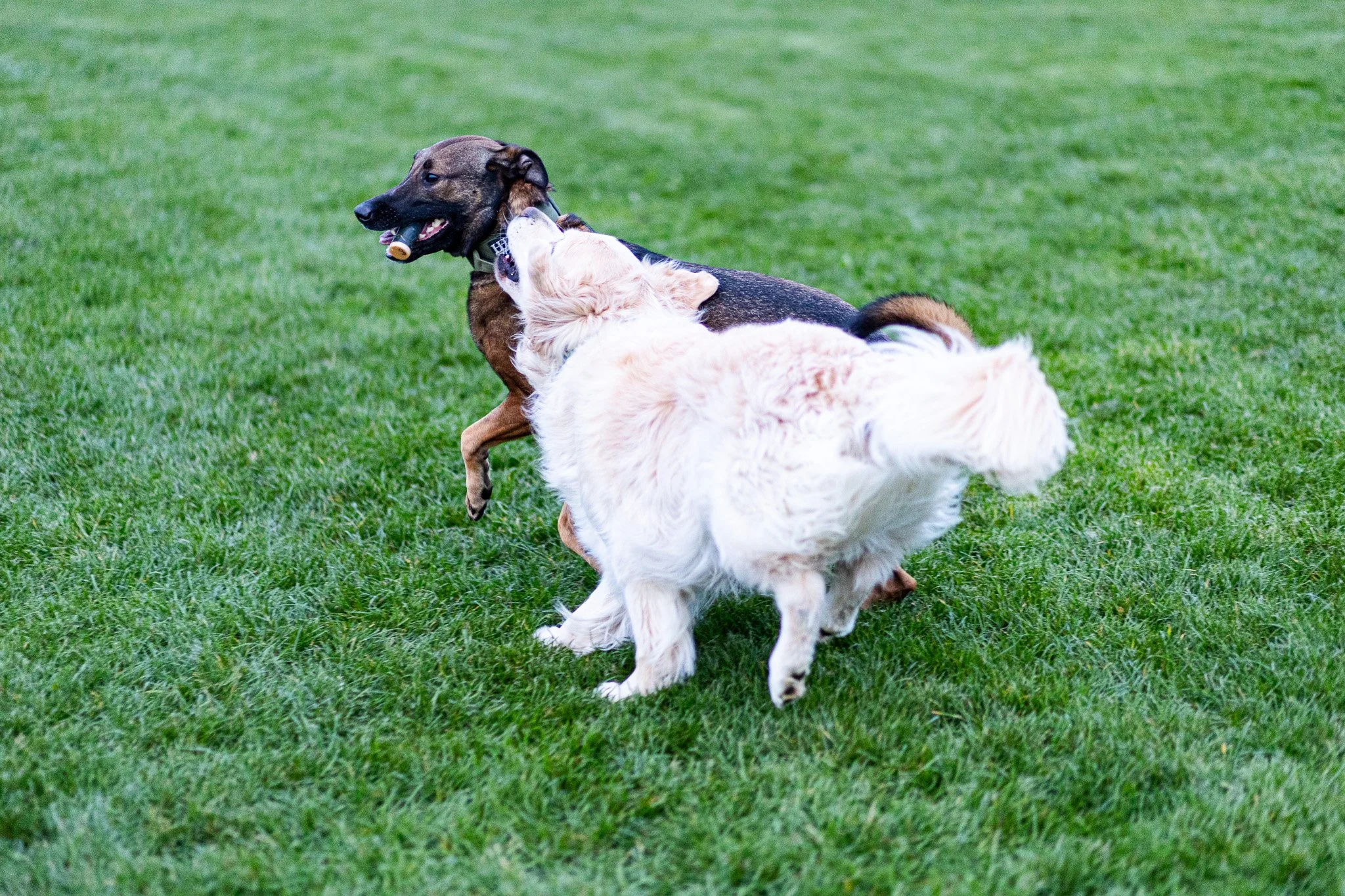 Beautiful dogs, Beautiful shoot, Beautiful photos.