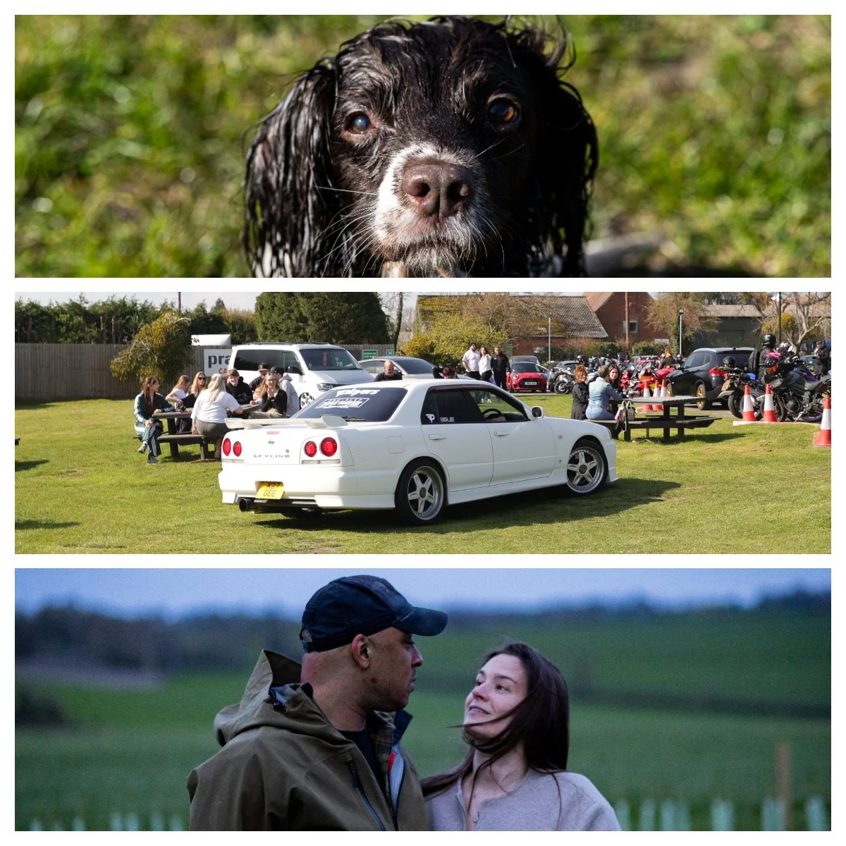 A collage of three photos: the top photo shows a wet dog with long ears looking directly at the camera on grass; the middle photo depicts a parking lot gathering with a white sports car and people sitting at picnic tables; the bottom photo features a man and woman face-to-face outdoors in a green field, in a confrontational or serious moment.