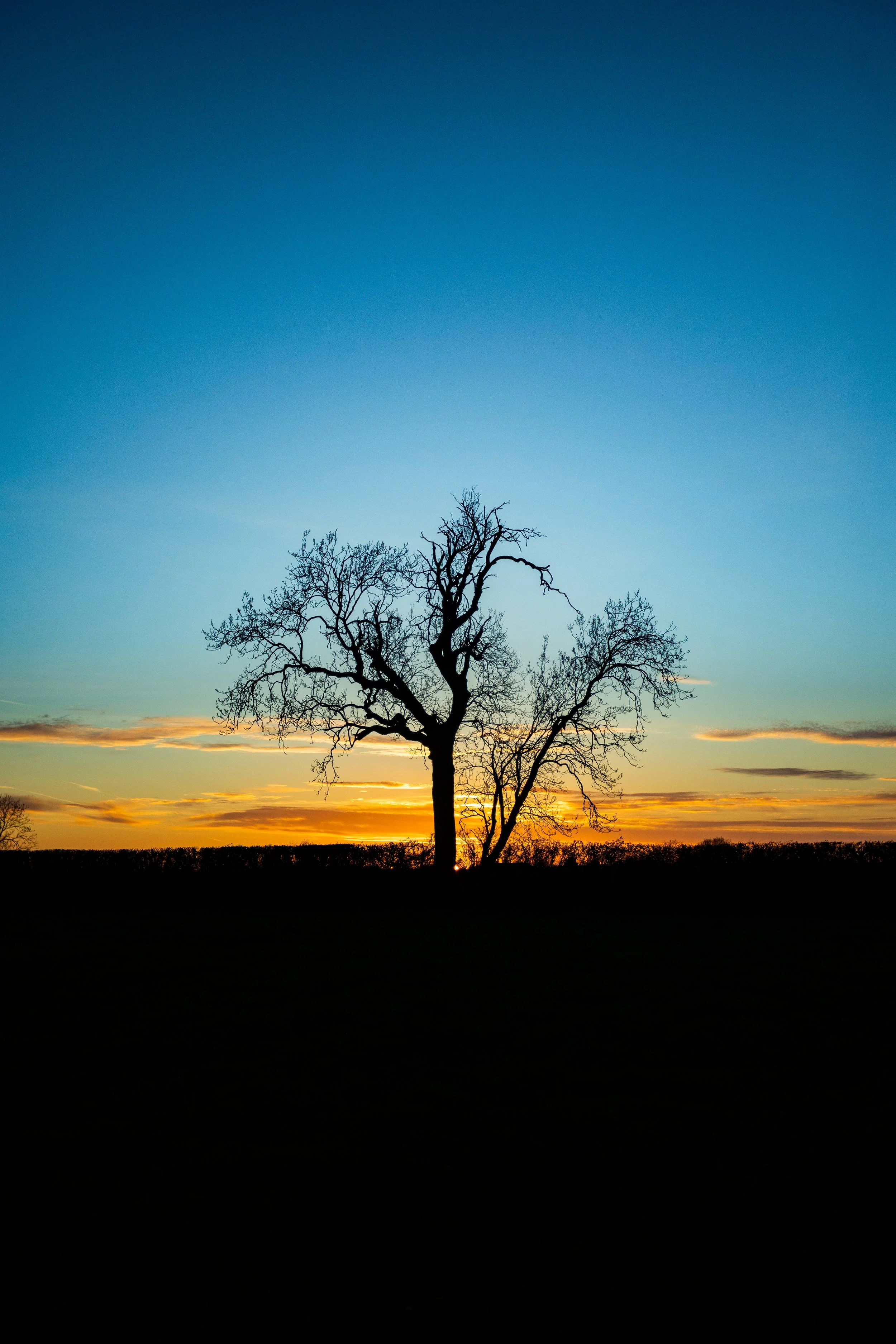 Silhouette of a leafless tree at sunset with a colorful sky and horizon in the background.
