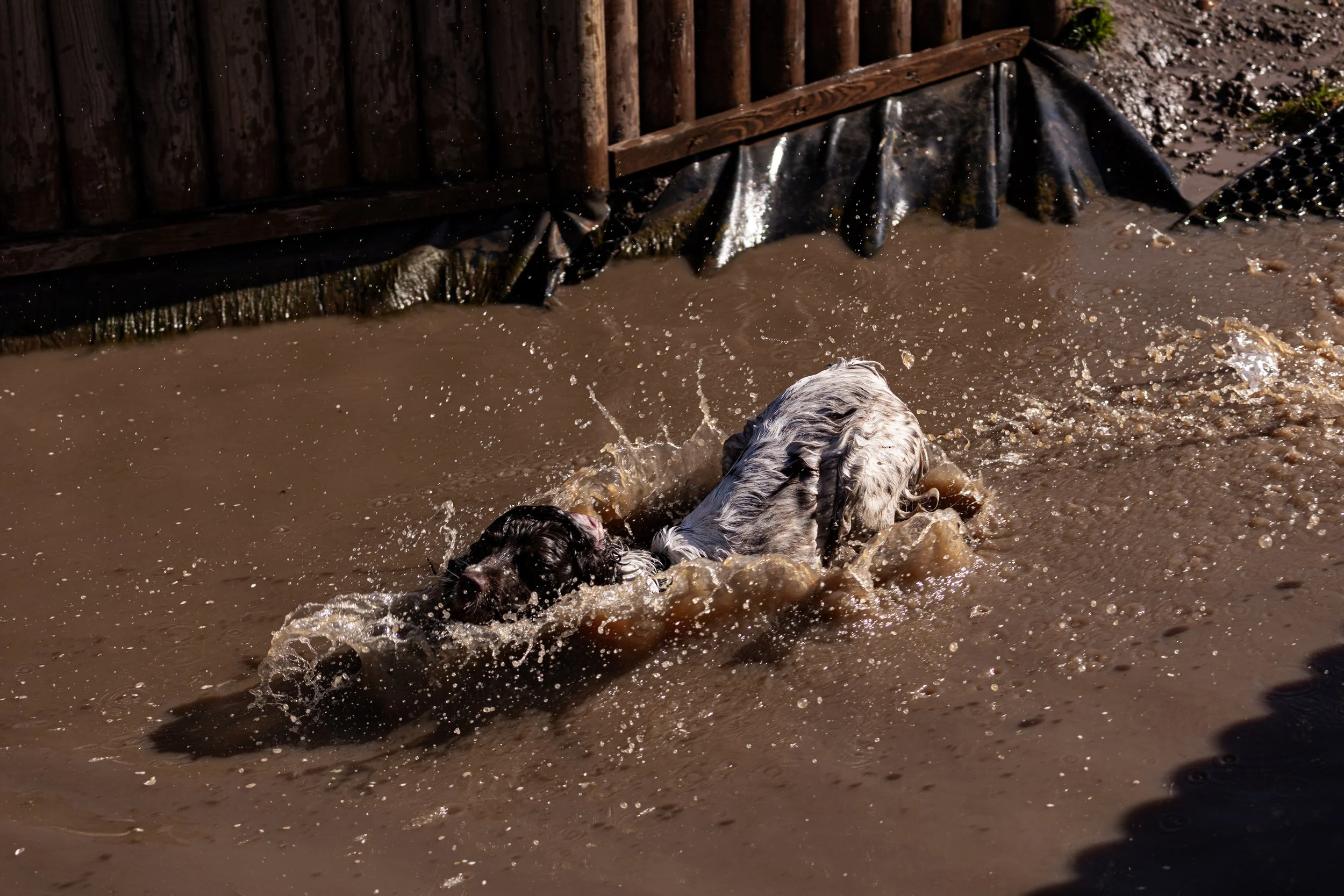 A dog swimming in a muddy water pond near a wooden fence.