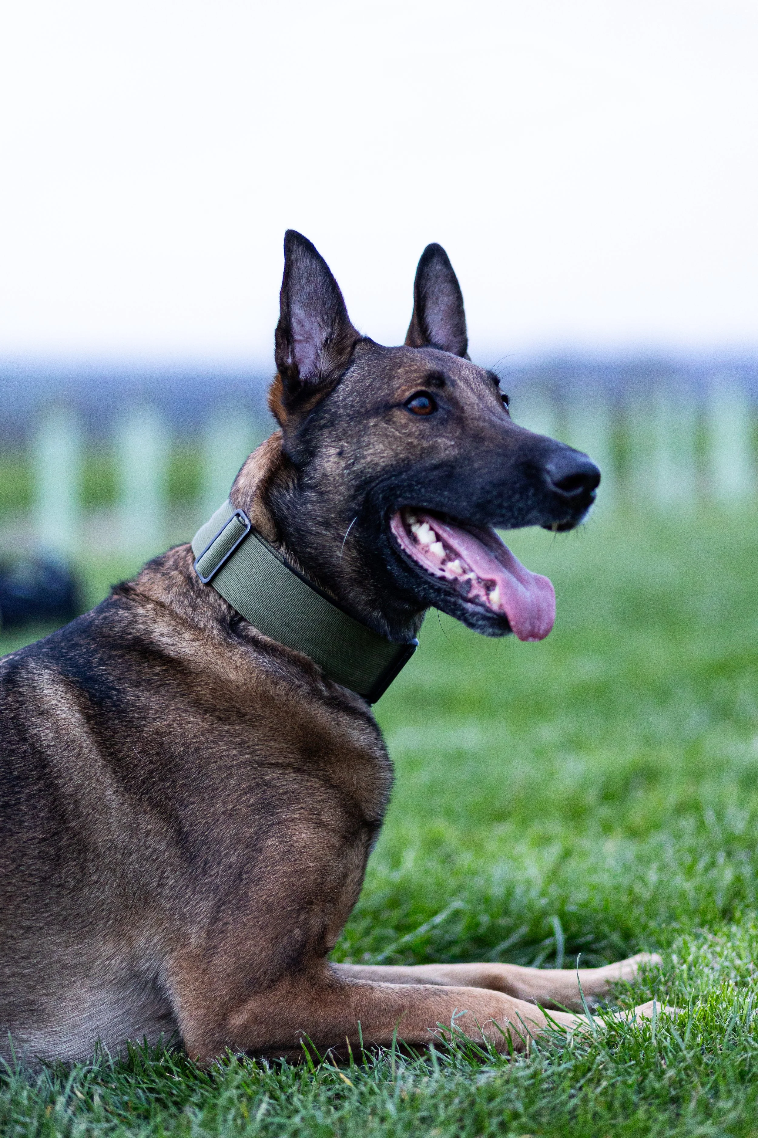 A Belgian Malinois dog lying on grass outdoors with a blurred background.
