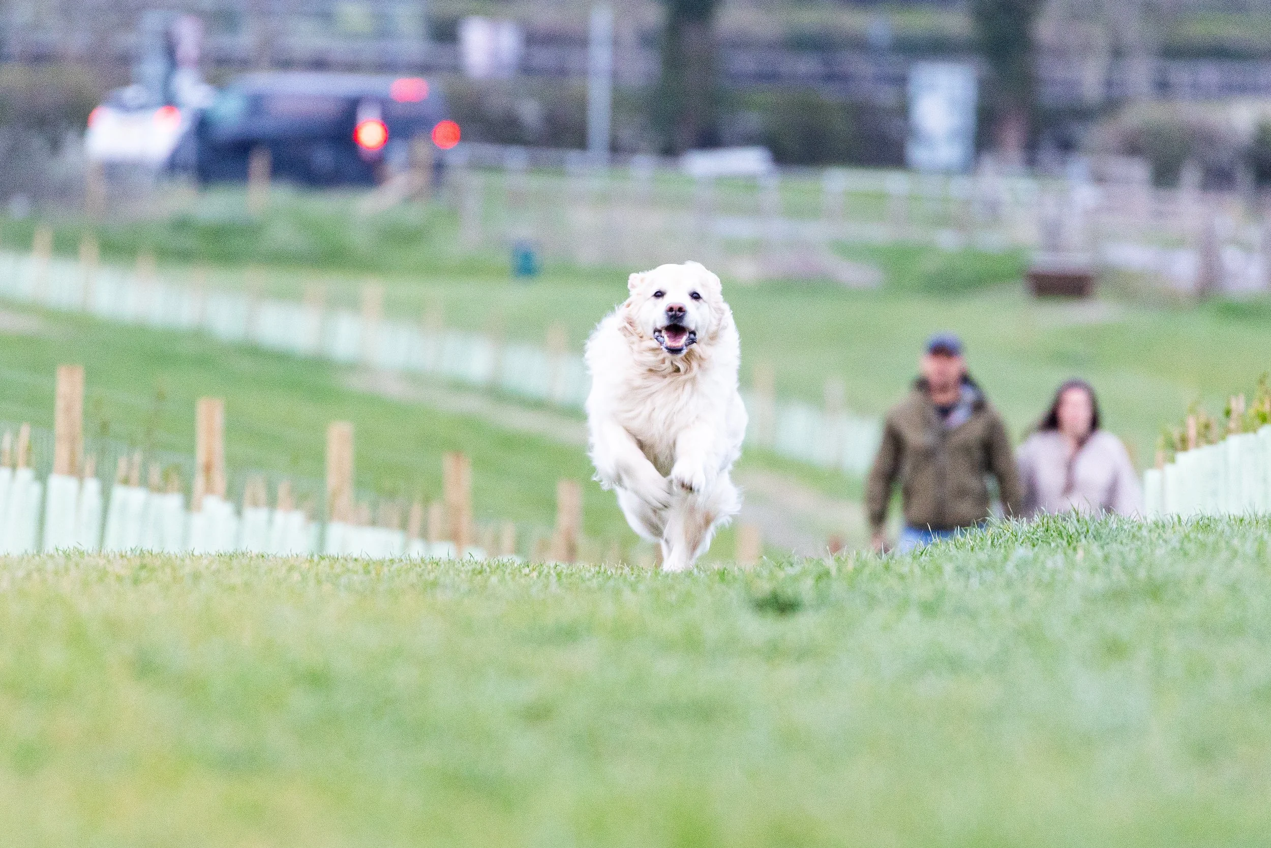 A dog running towards the camera on a grassy field with two people walking in the background.