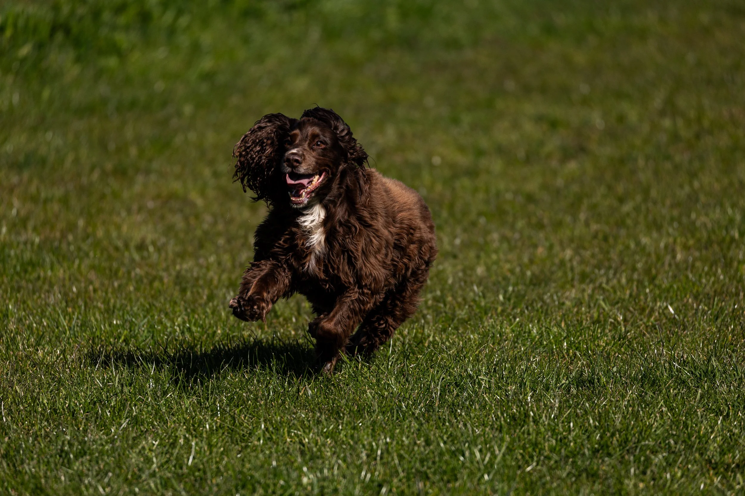 A brown curly-haired dog running on green grass with a joyful expression.