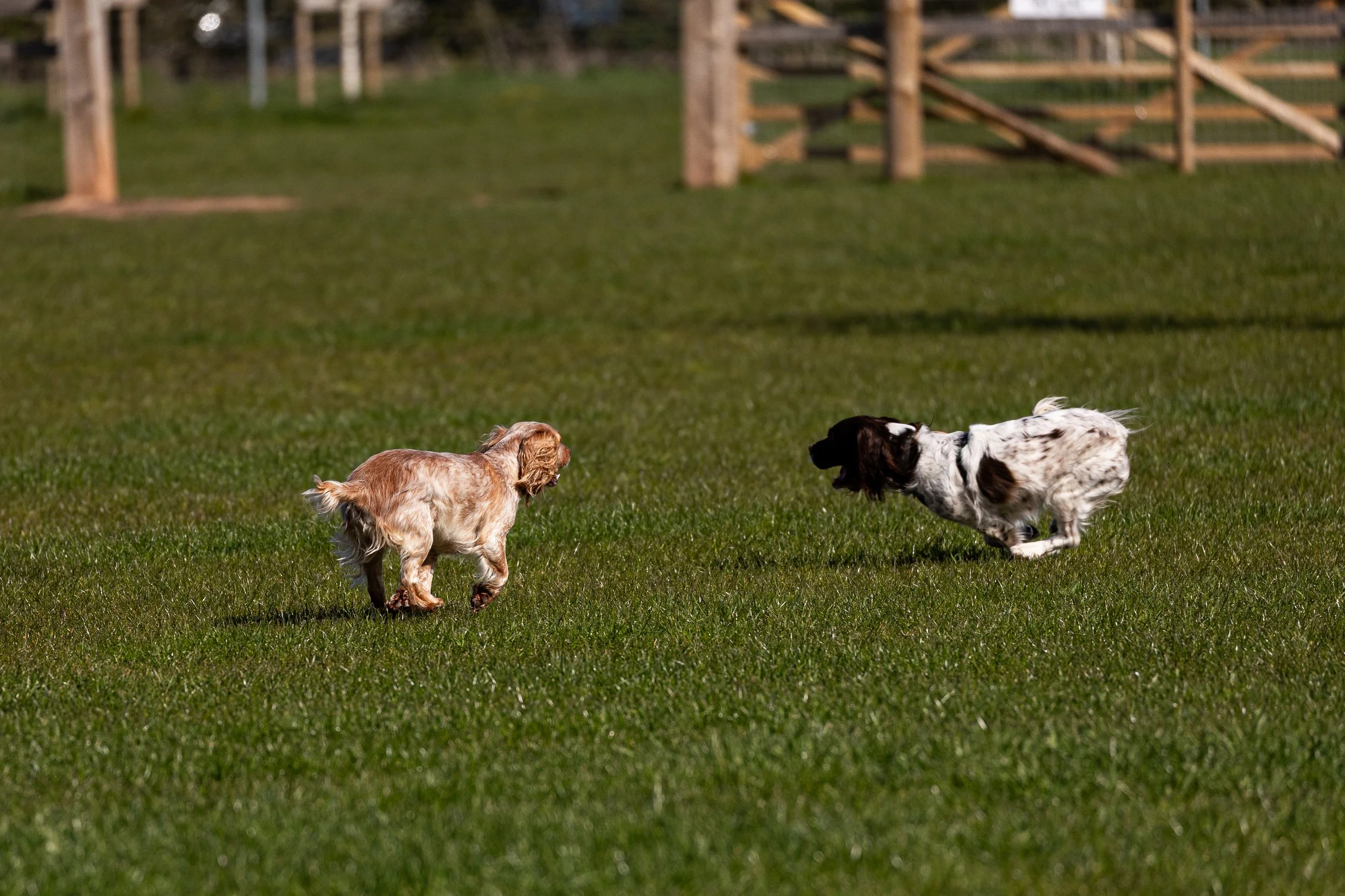 Two dogs playing and running on a grassy field with a wooden fence in the background.