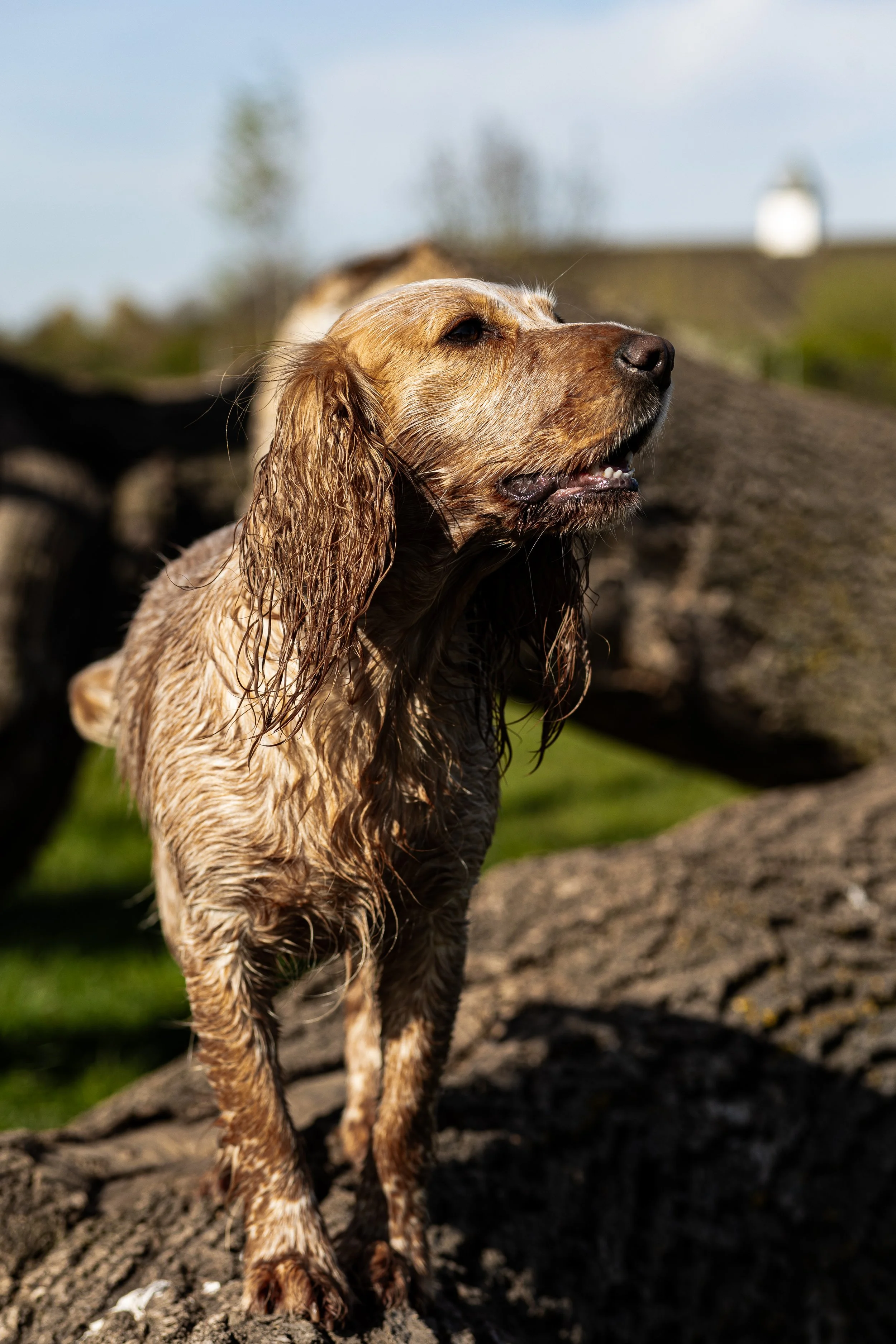 Wet golden retriever dog outdoors with rocks and green grass, sunlight on its fur.