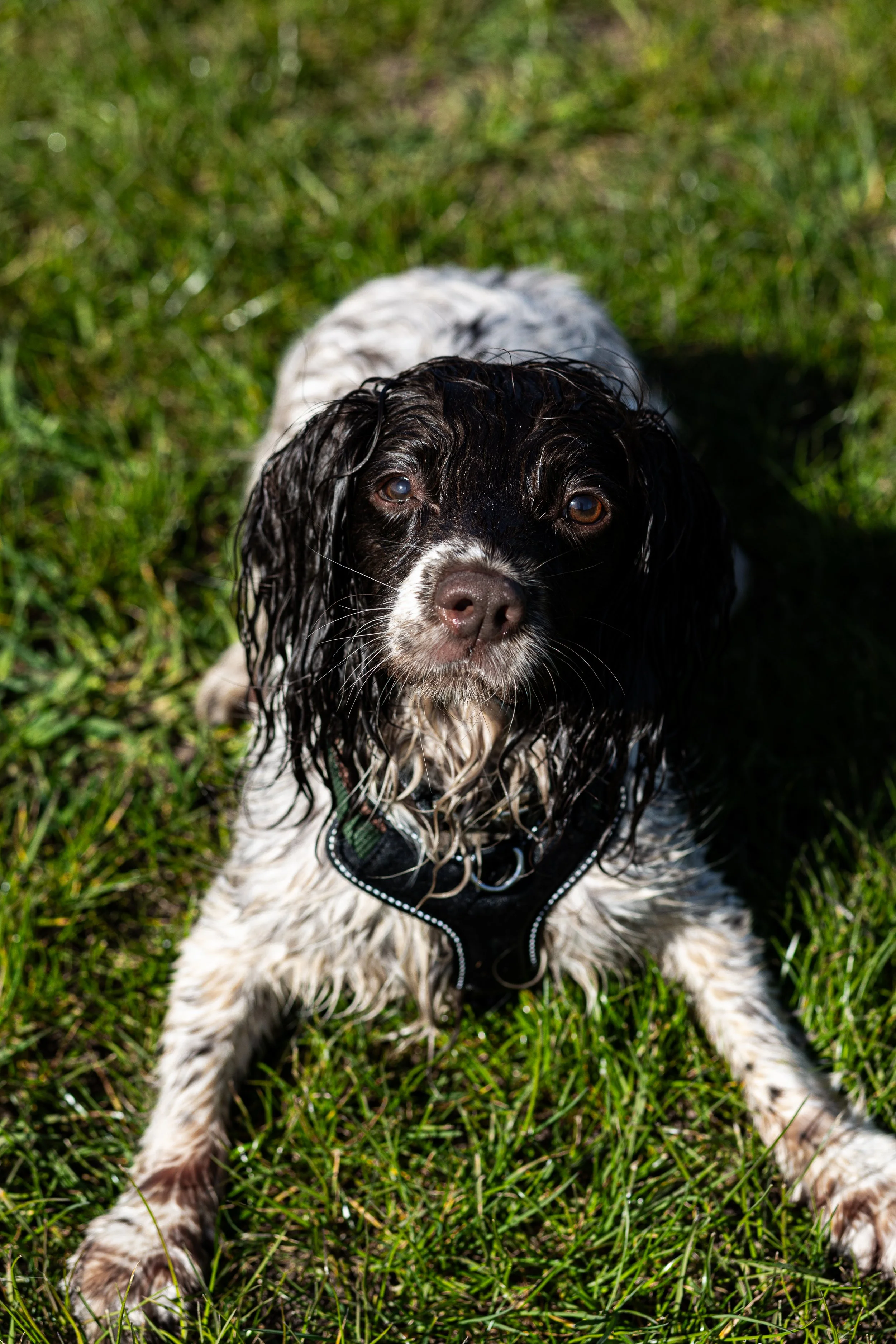 A wet black and white dog lying on green grass, looking up at the camera.