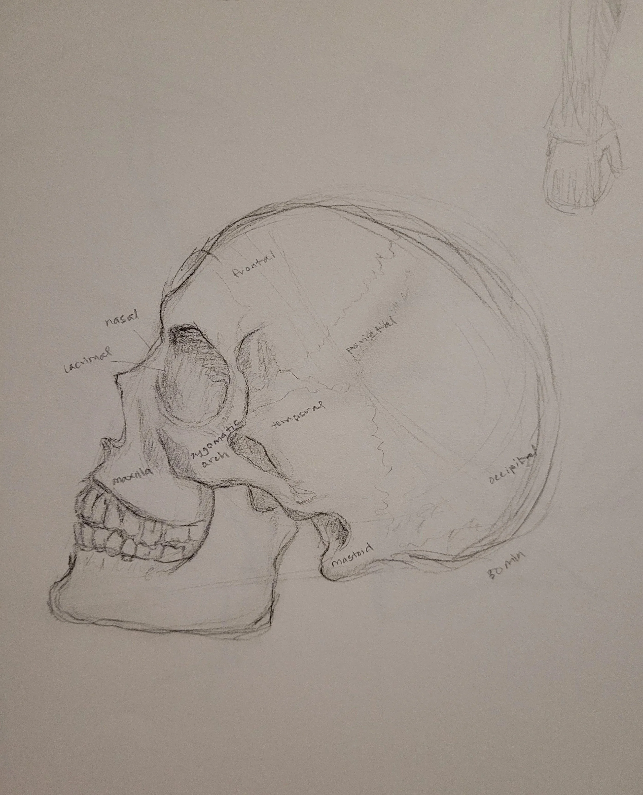 Life Drawing Year II: Anatomical Study