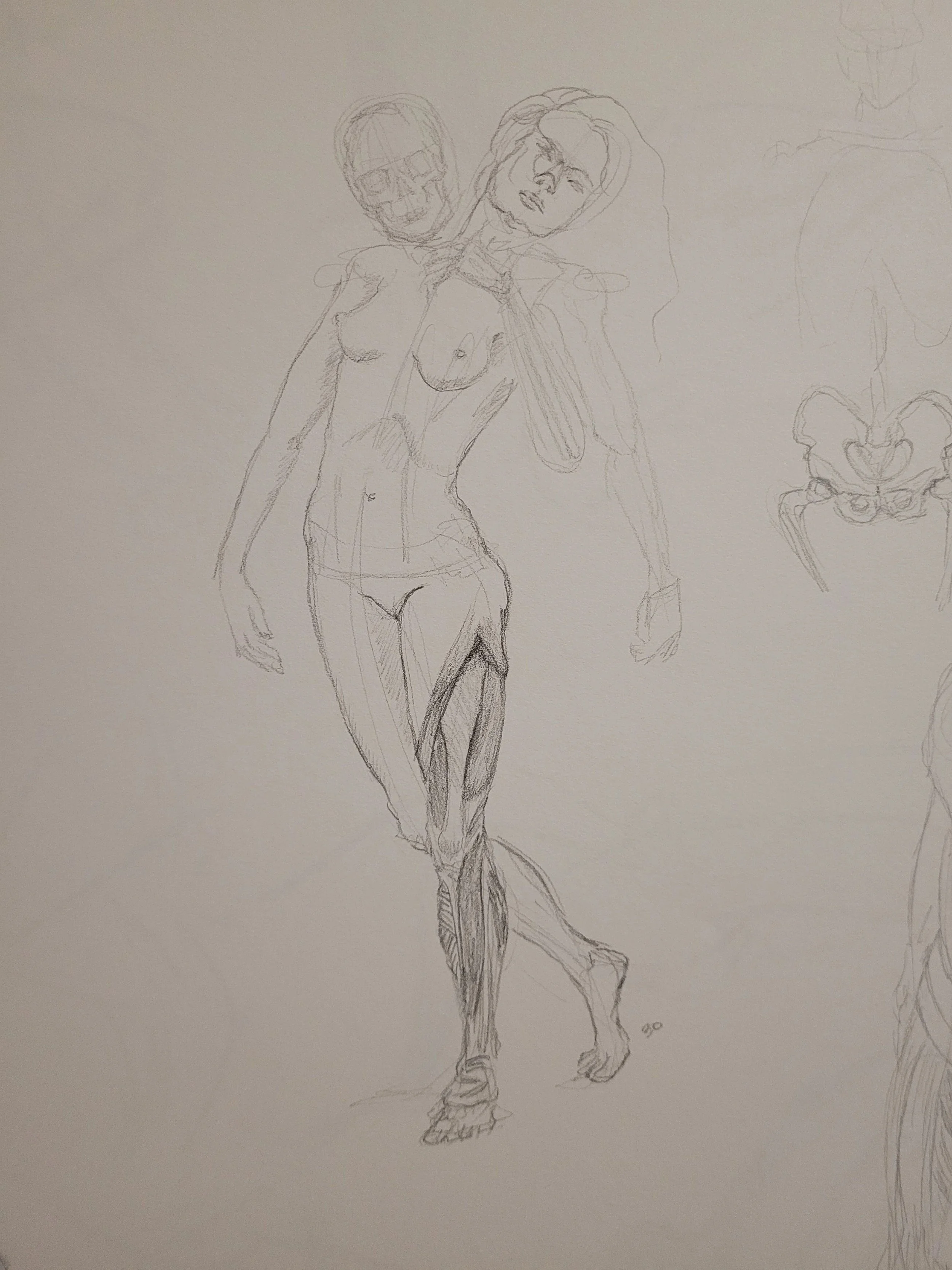 Life Drawing Year II: Anatomical Study